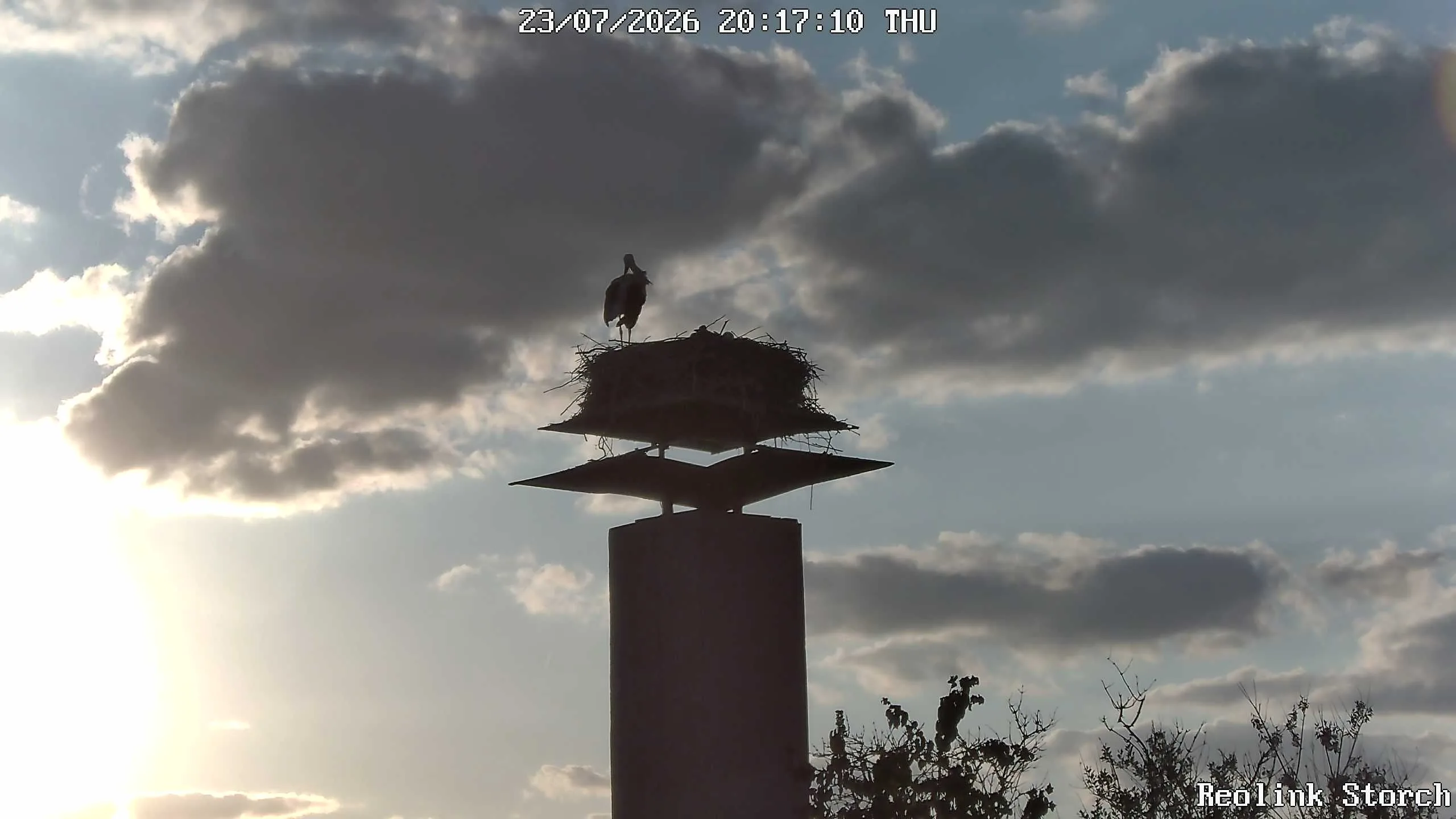 Storchencam Bild