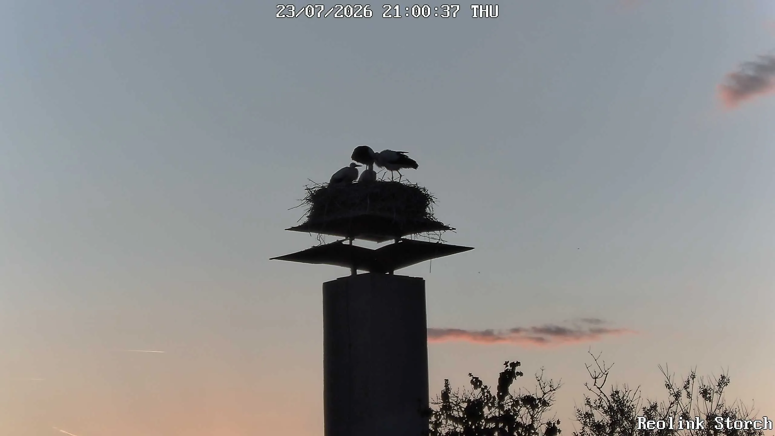 Storchencam Bild
