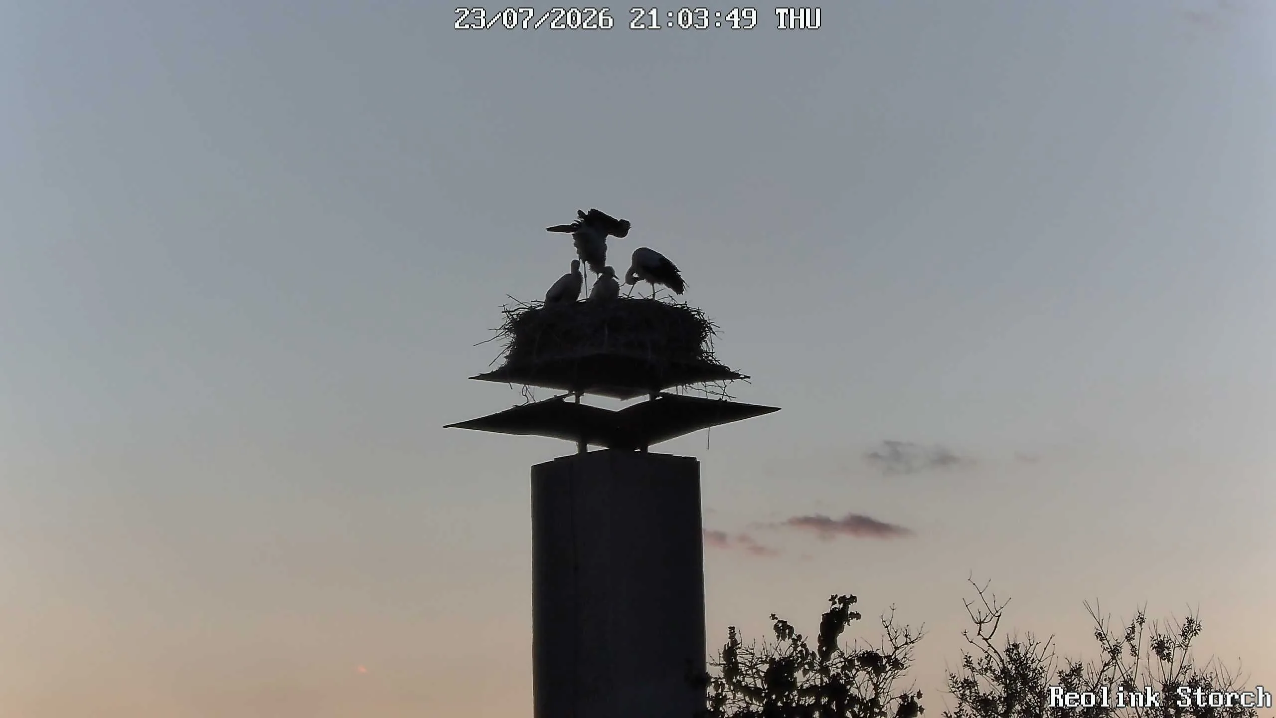 Storchencam Bild