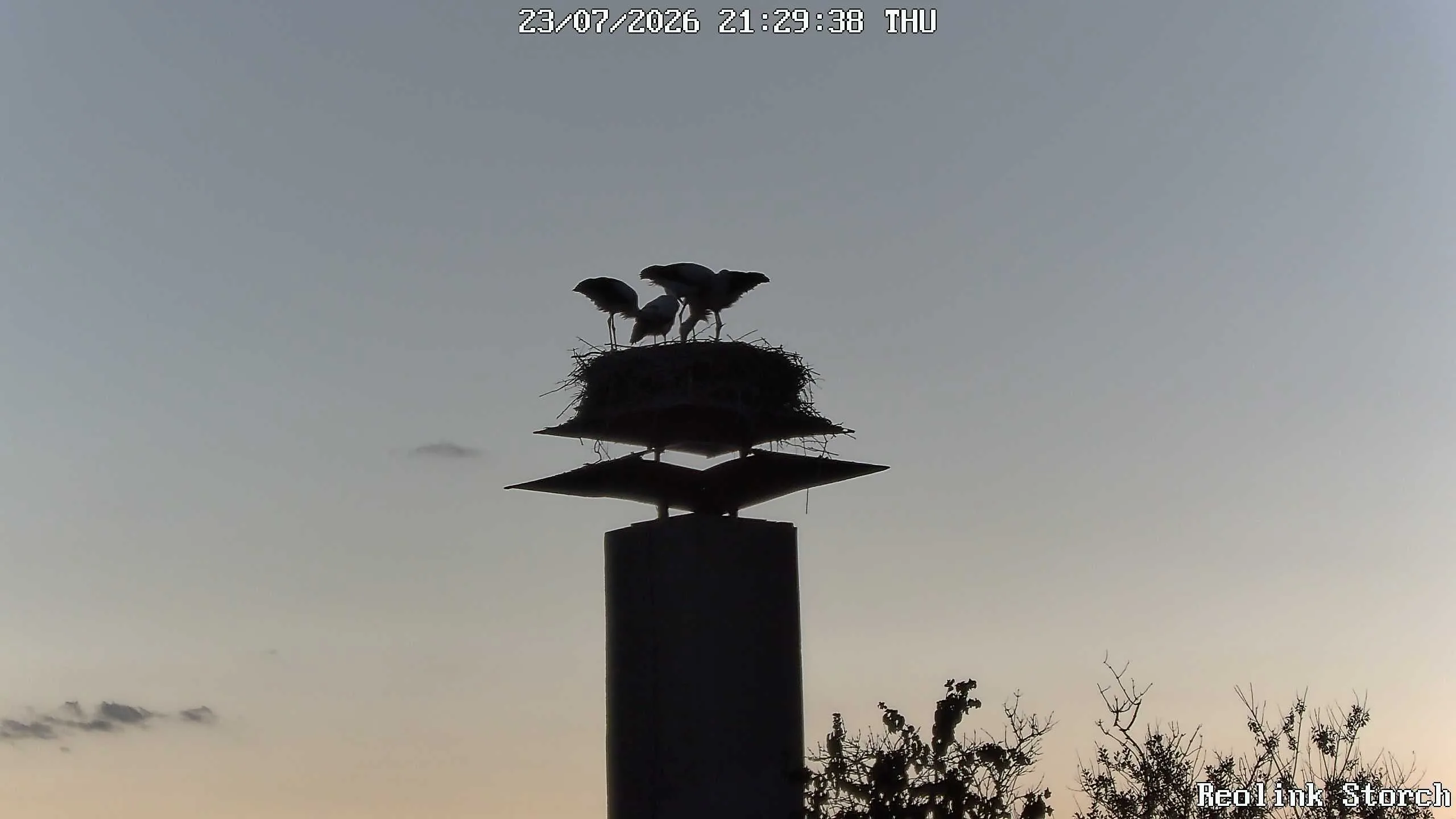 Storchencam Bild