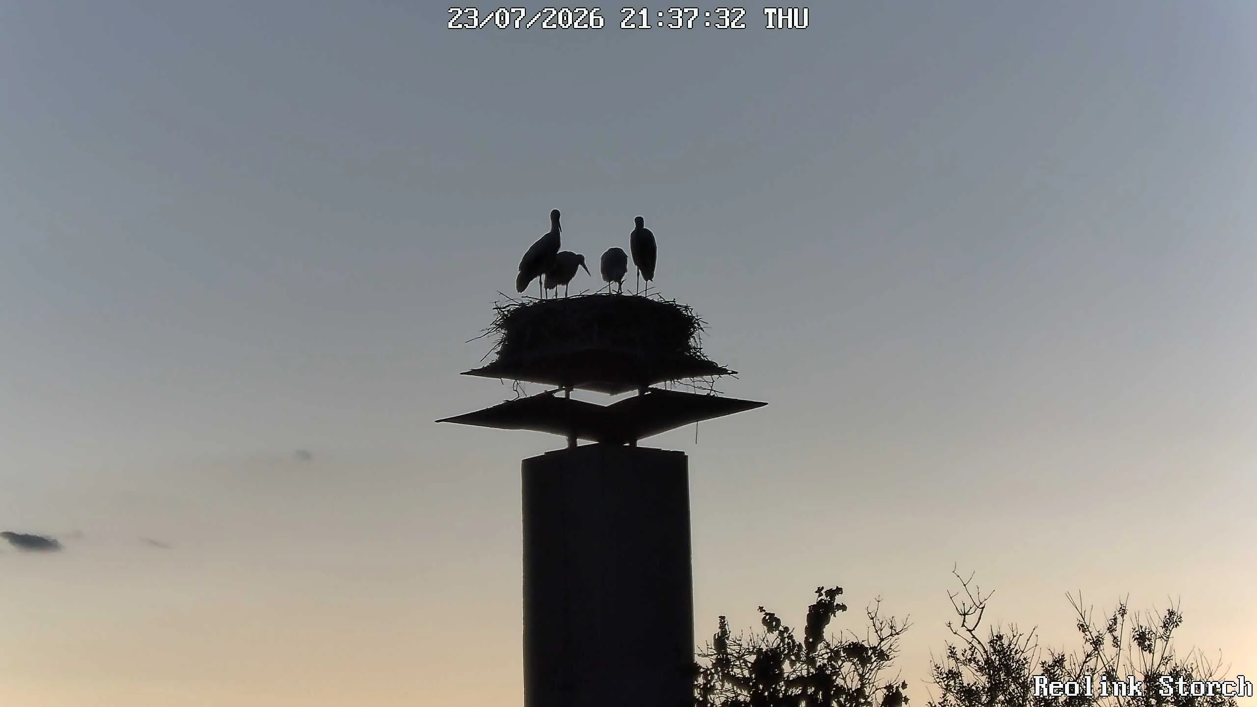 Storchencam Bild