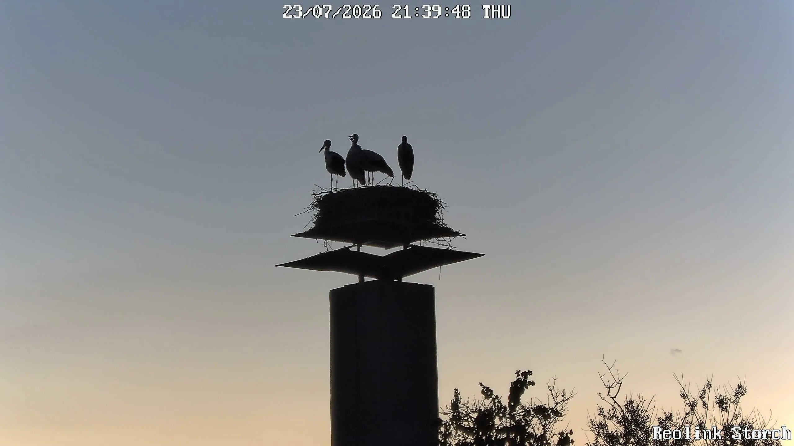 Storchencam Bild