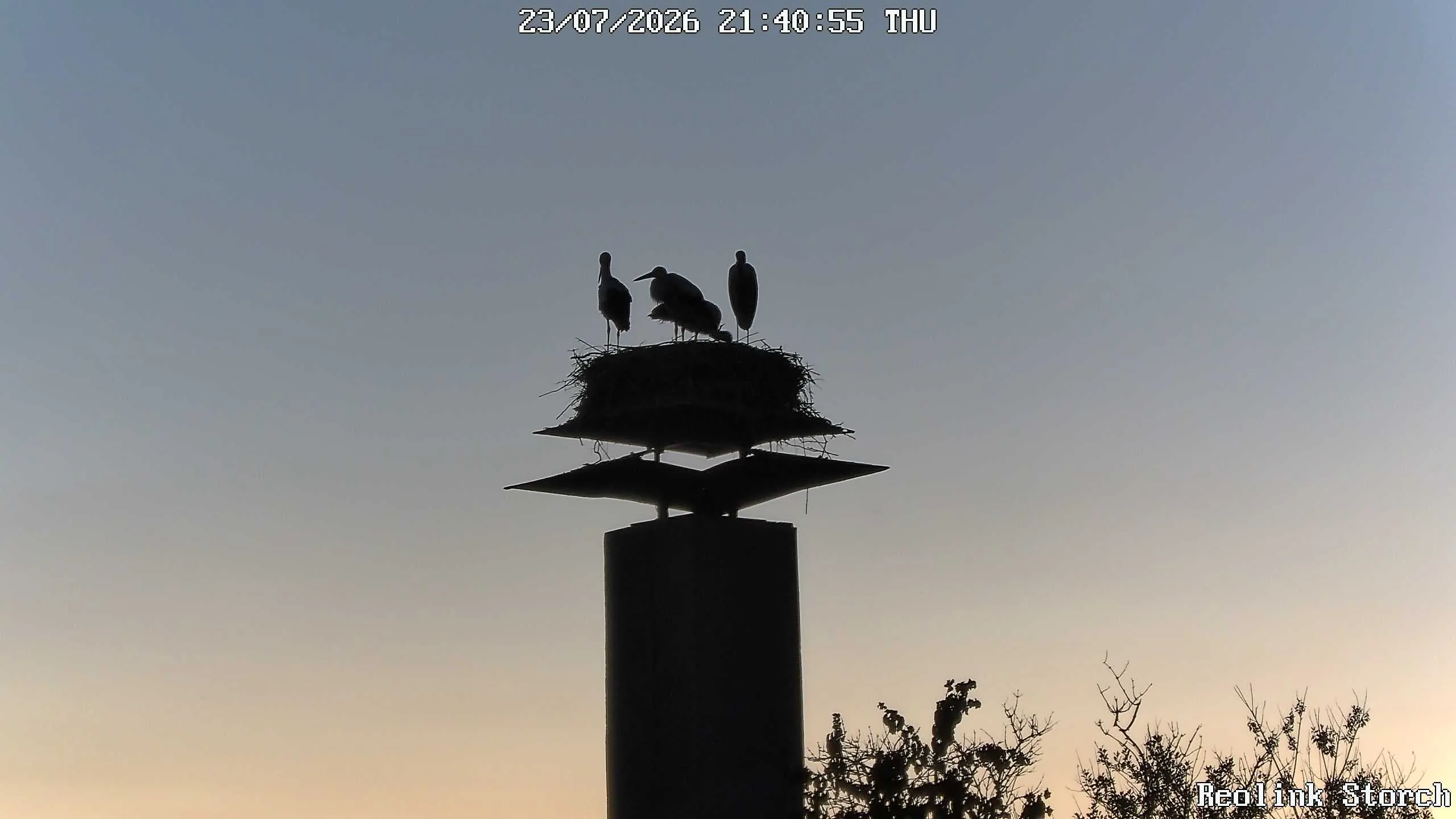 Storchencam Bild