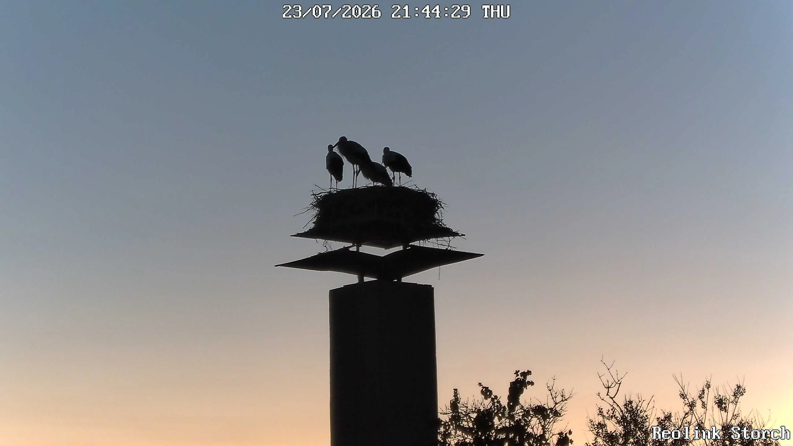 Storchencam Bild