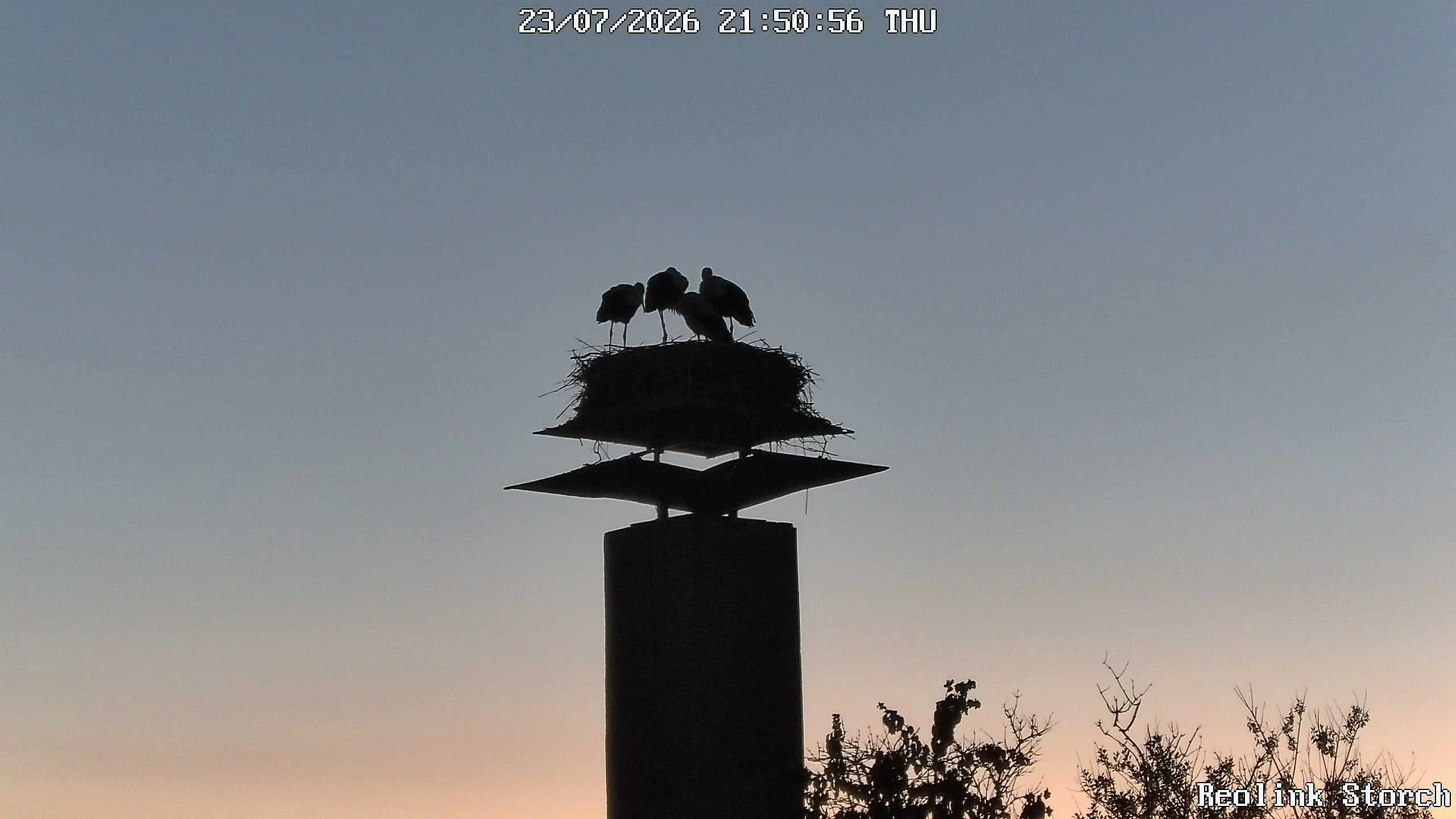 Storchencam Bild