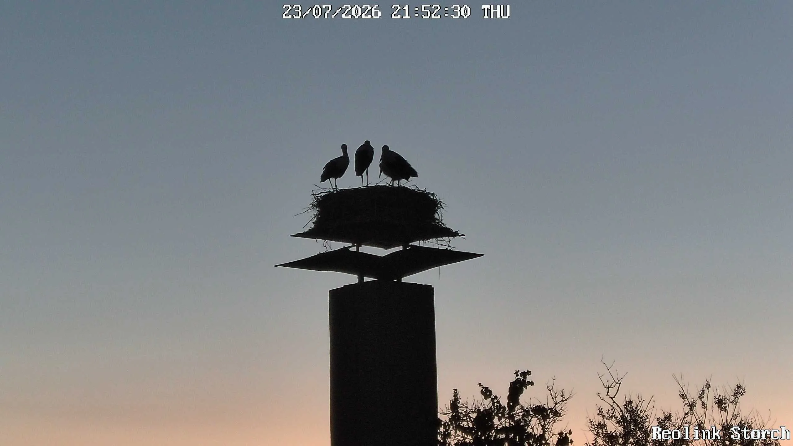 Storchencam Bild