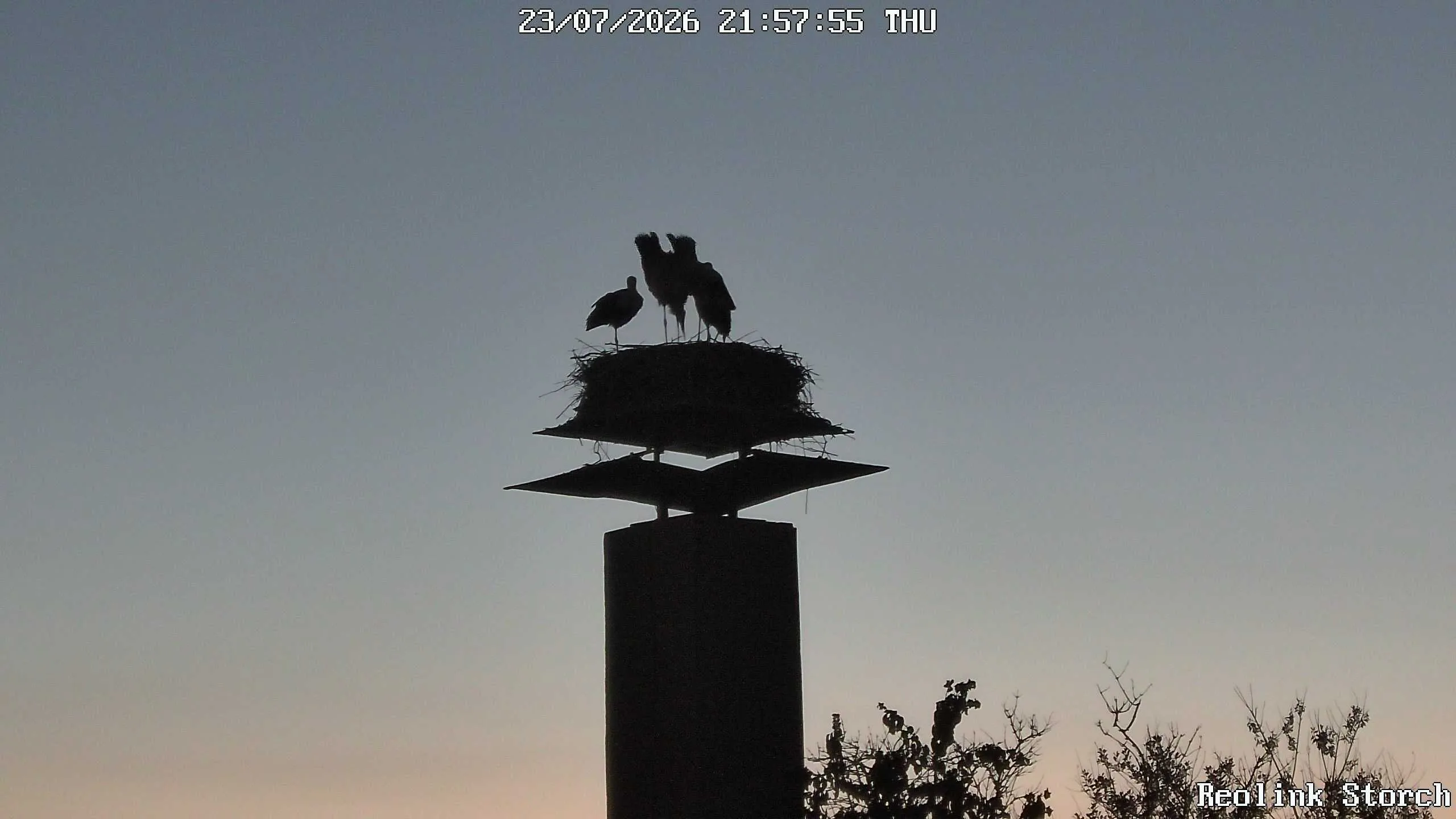 Storchencam Bild
