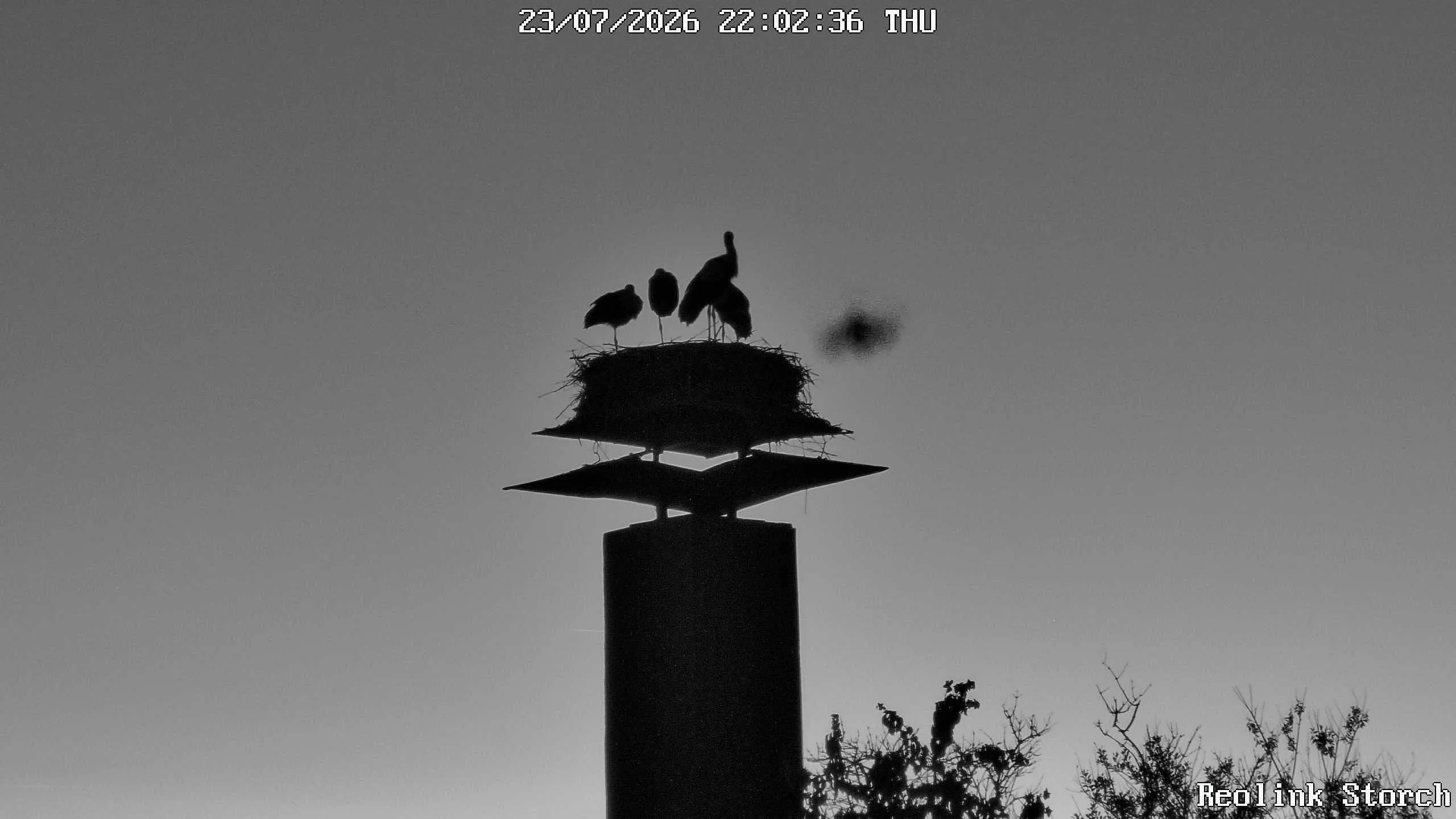 Storchencam Bild