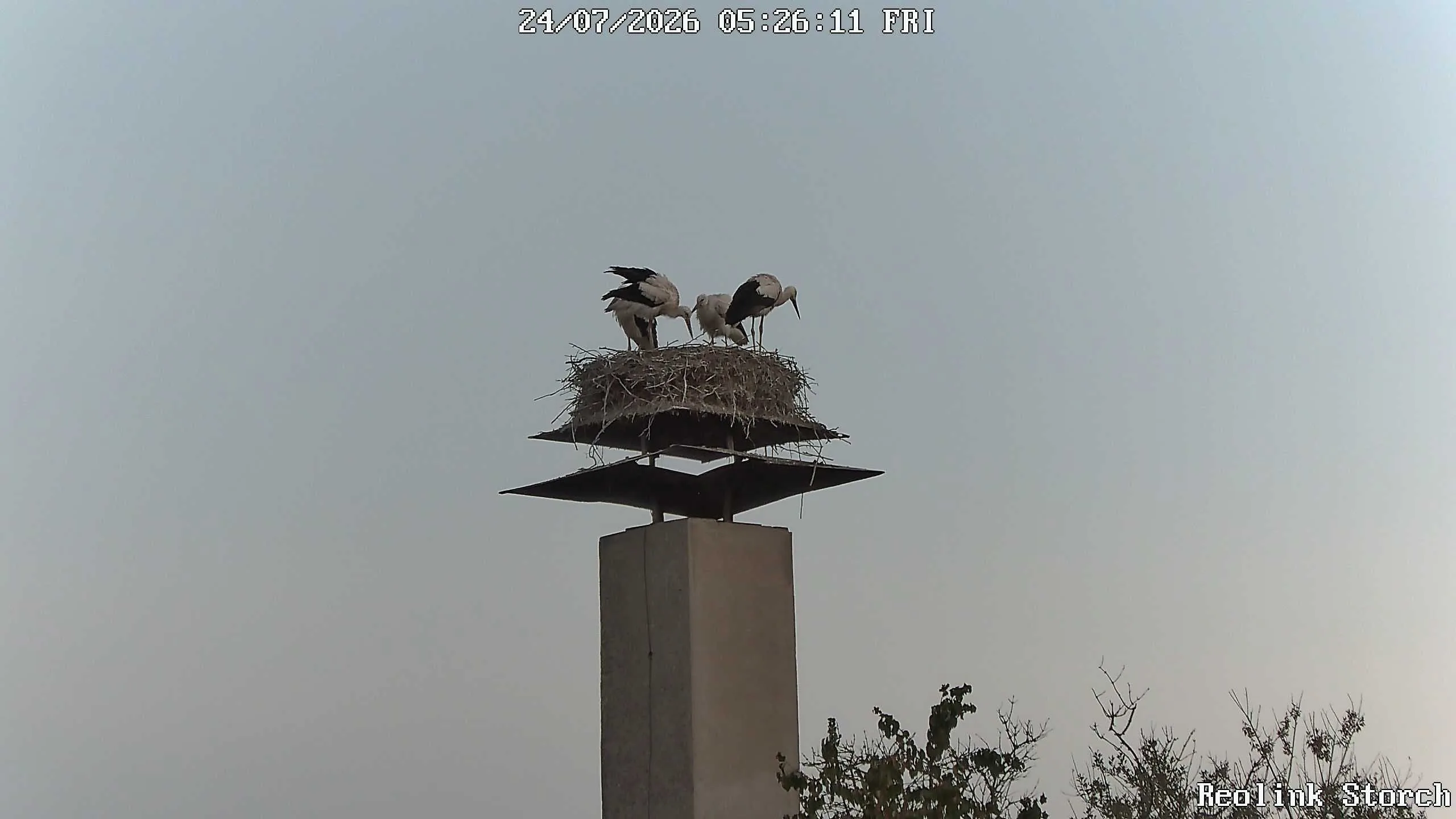 Storchencam Bild