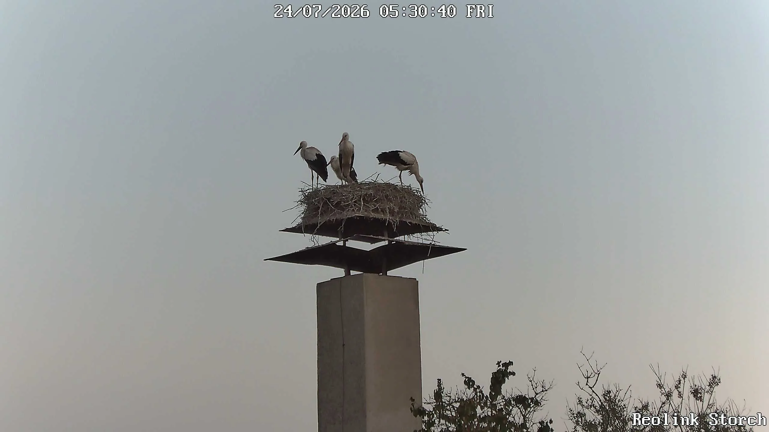 Storchencam Bild
