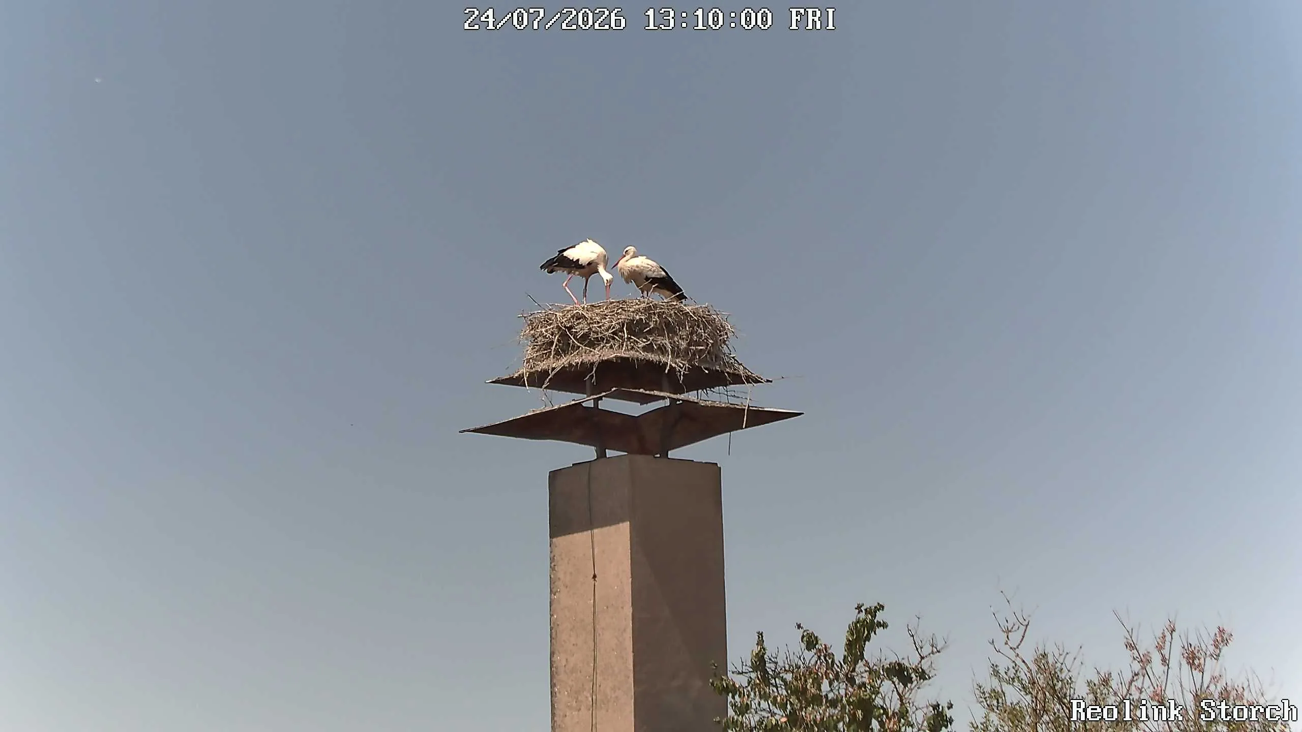 Storchencam Bild