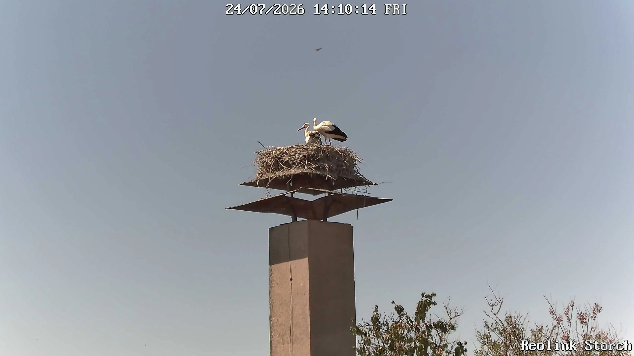 Storchencam Bild