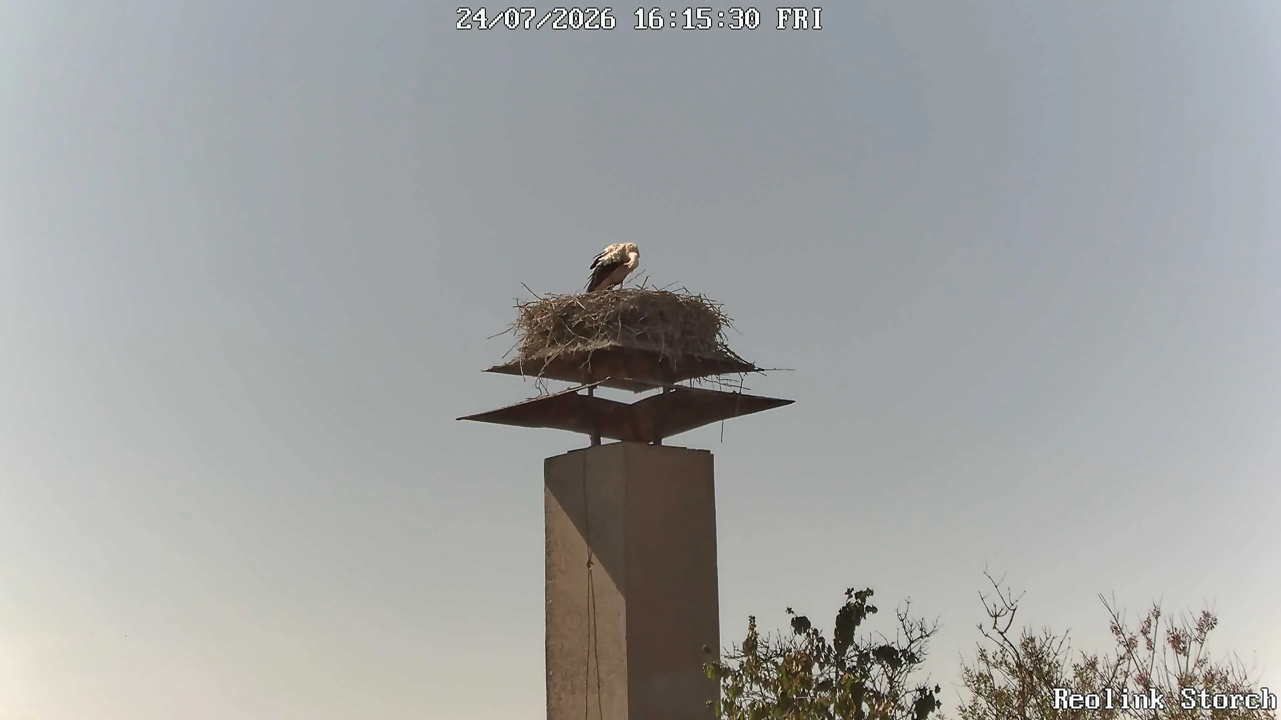 Storchencam Bild