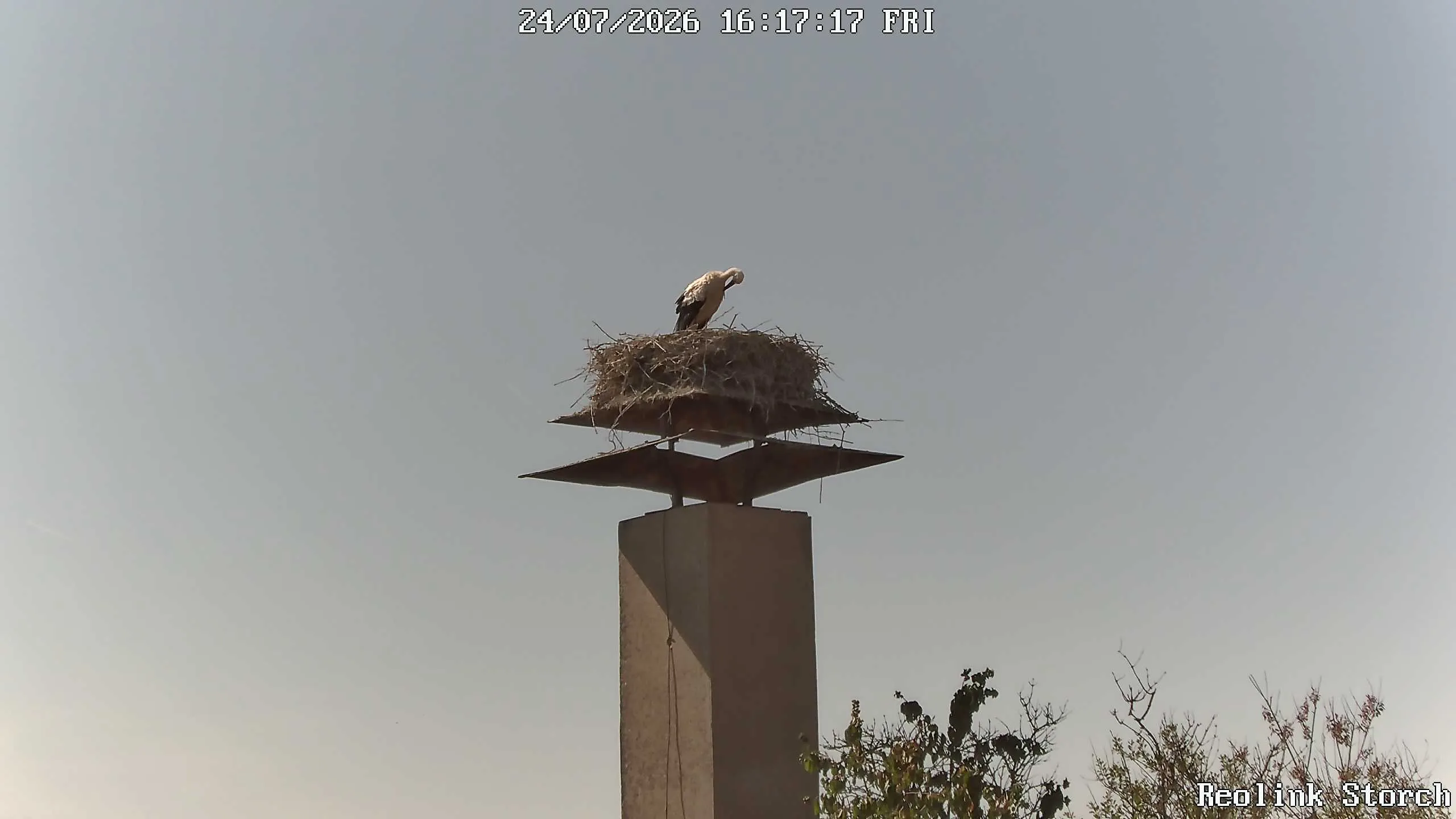 Storchencam Bild