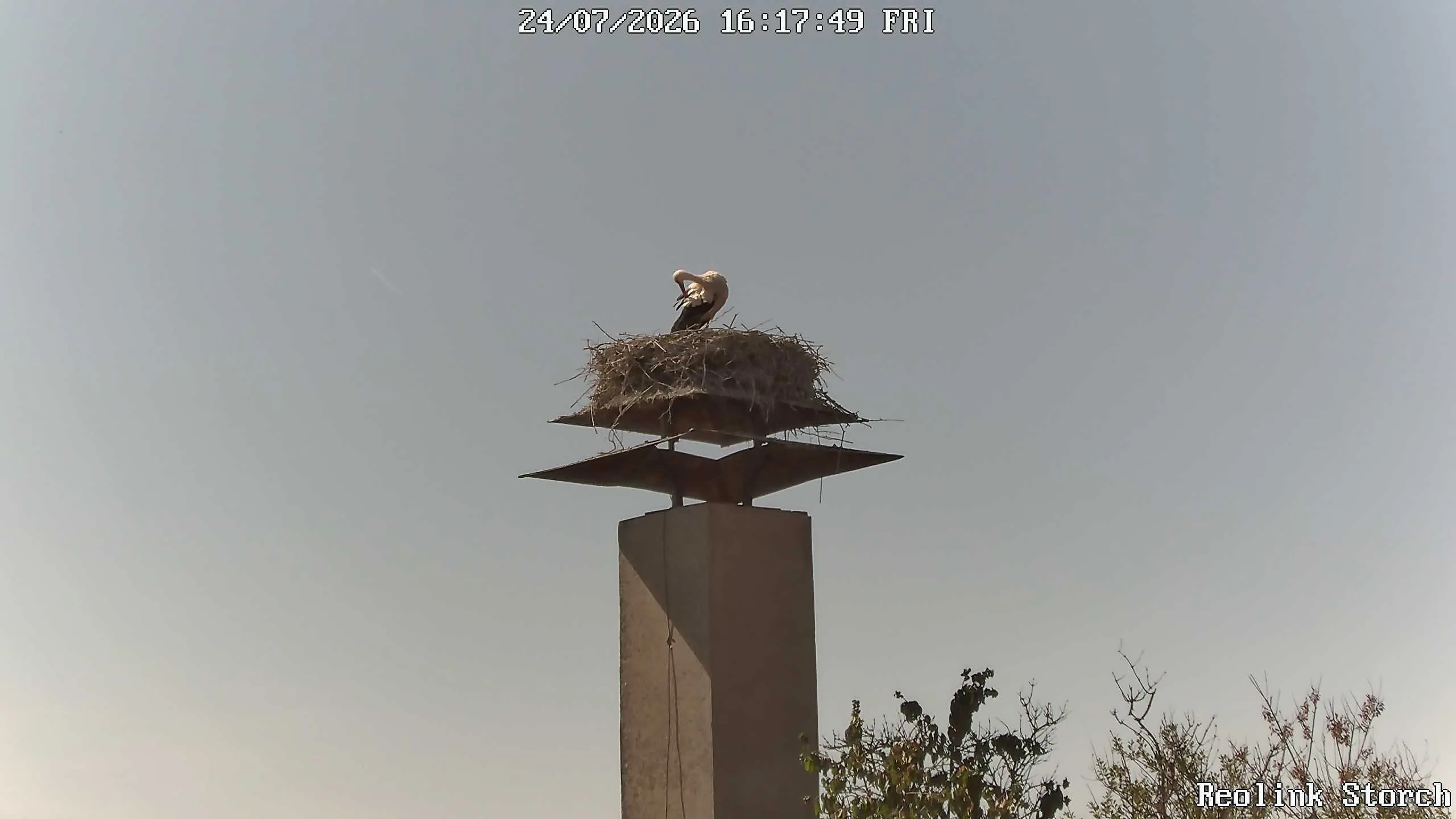 Storchencam Bild