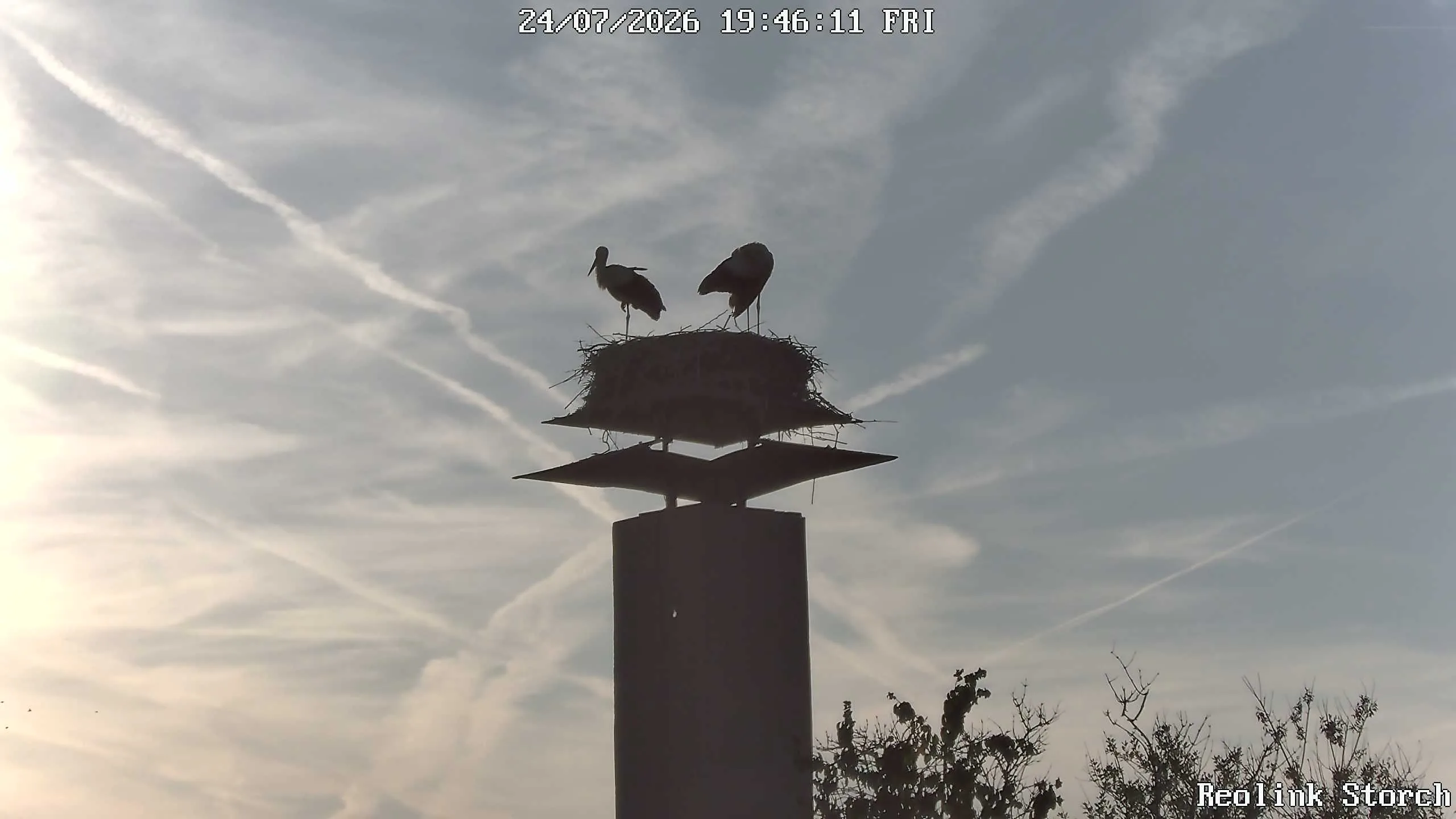 Storchencam Bild