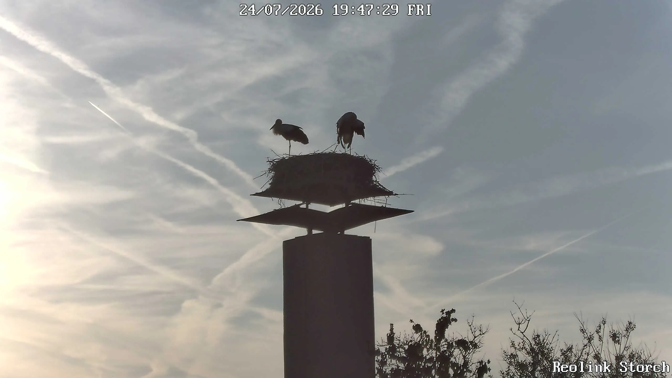 Storchencam Bild