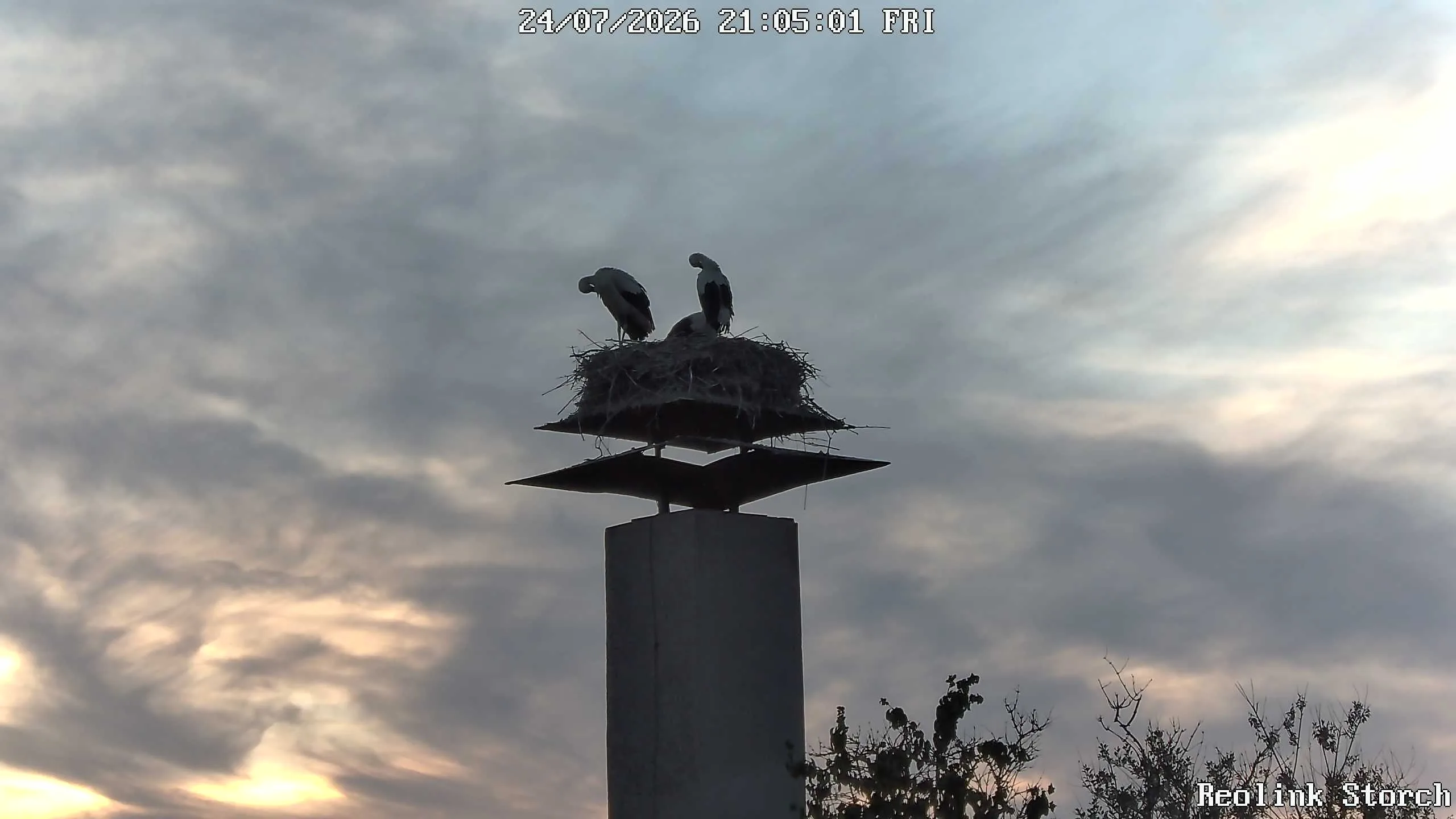 Storchencam Bild
