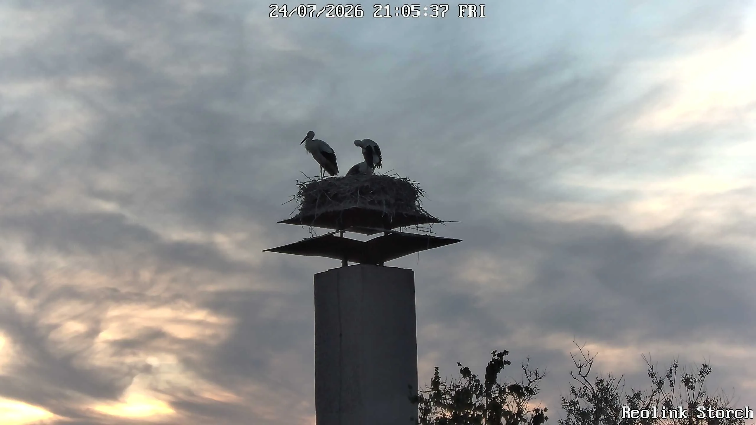 Storchencam Bild