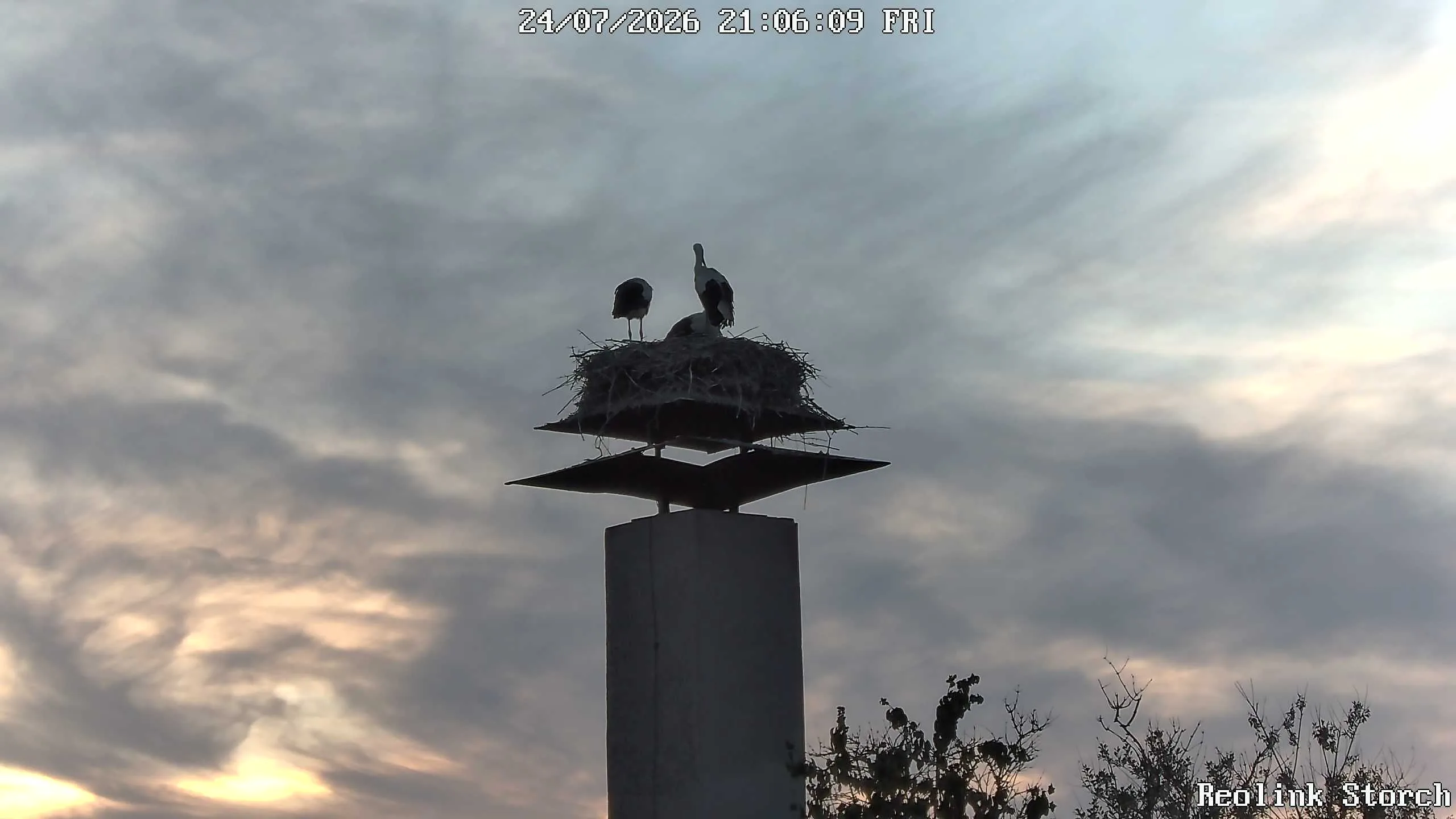 Storchencam Bild
