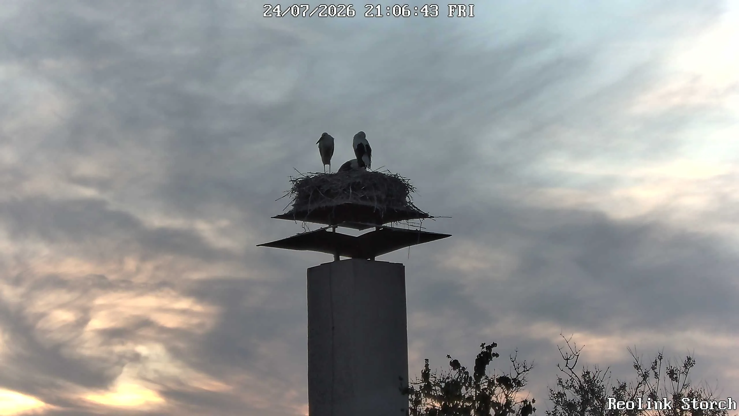 Storchencam Bild