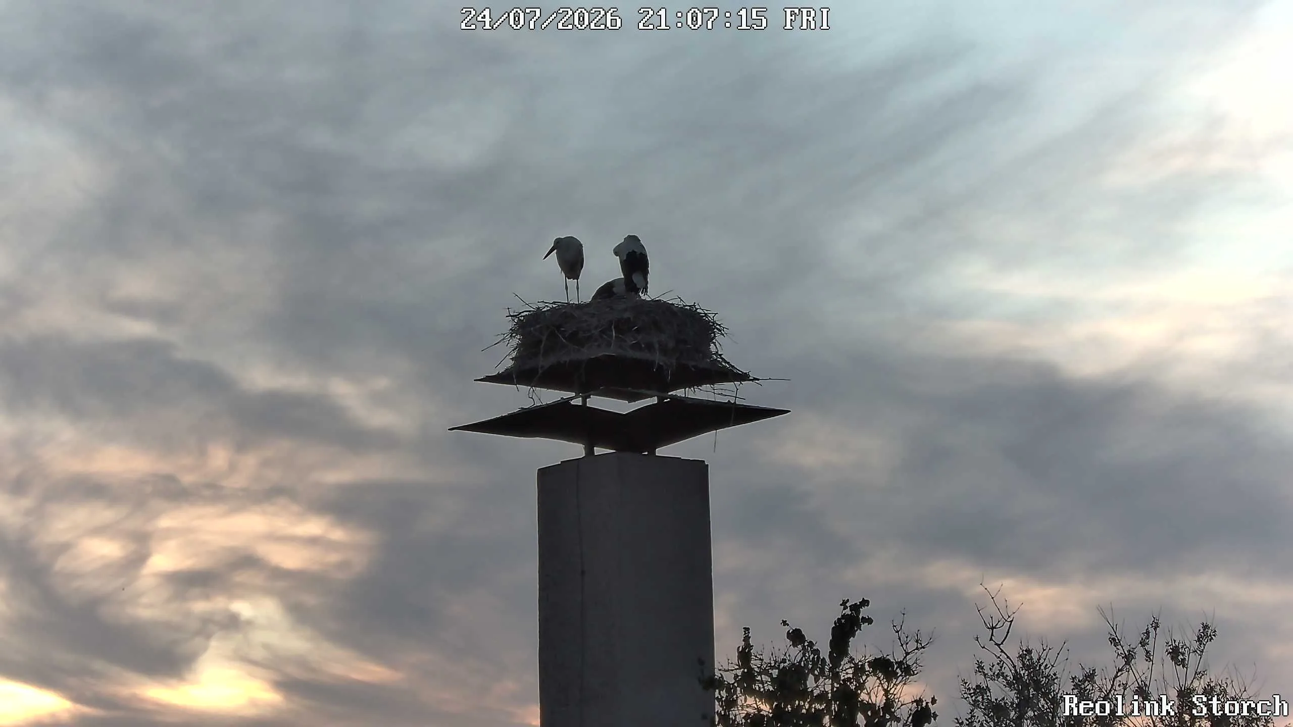 Storchencam Bild
