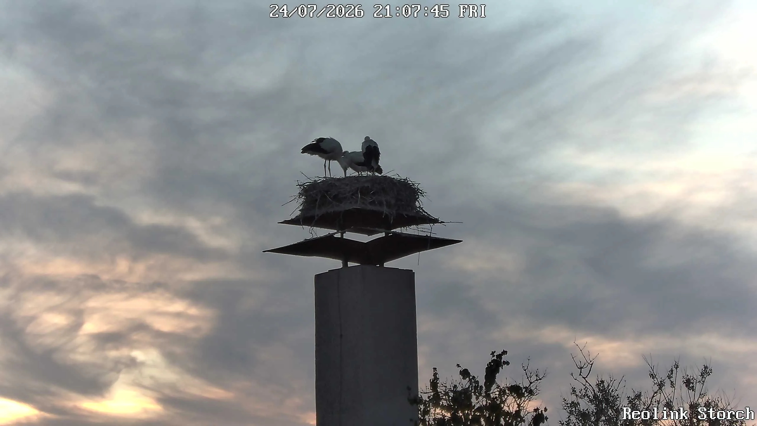 Storchencam Bild