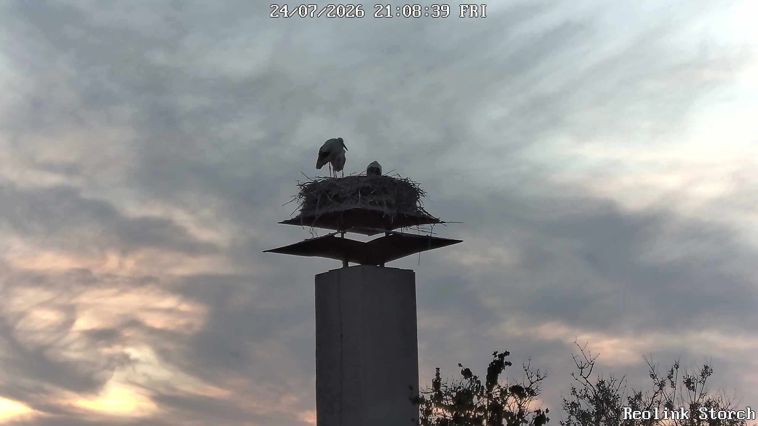Storchencam Bild