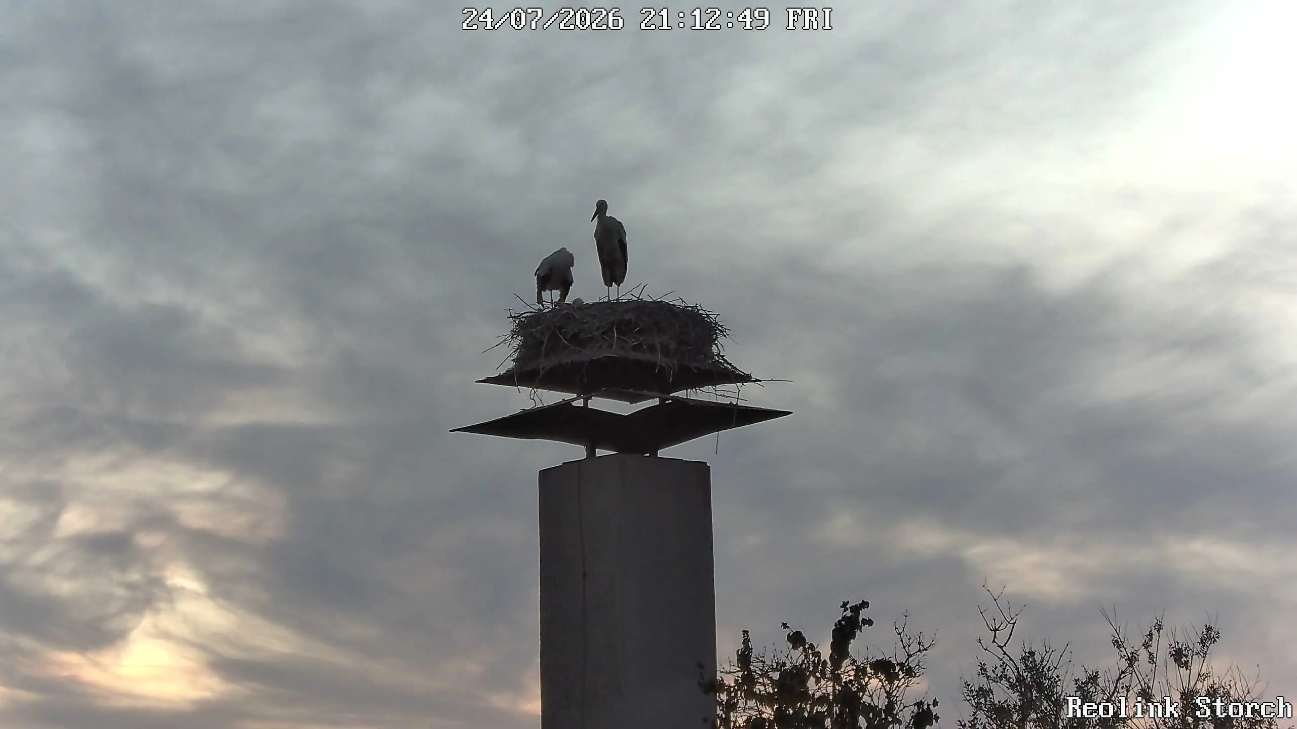 Storchencam Bild