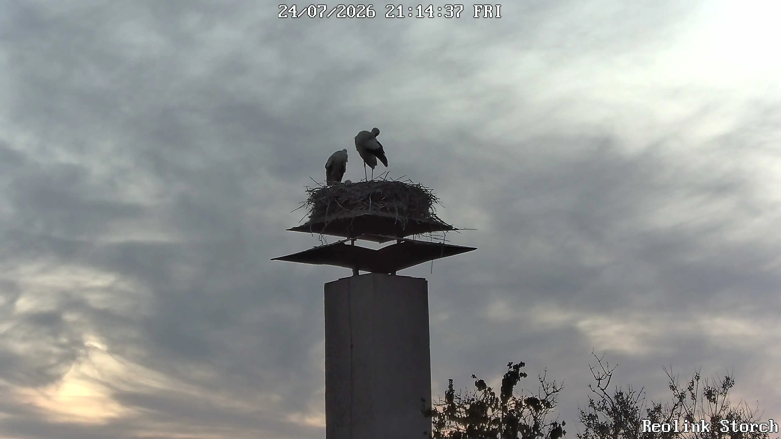 Storchencam Bild