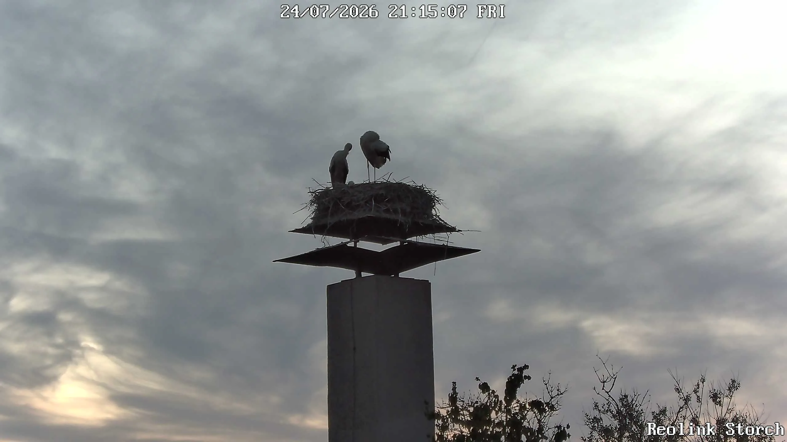 Storchencam Bild