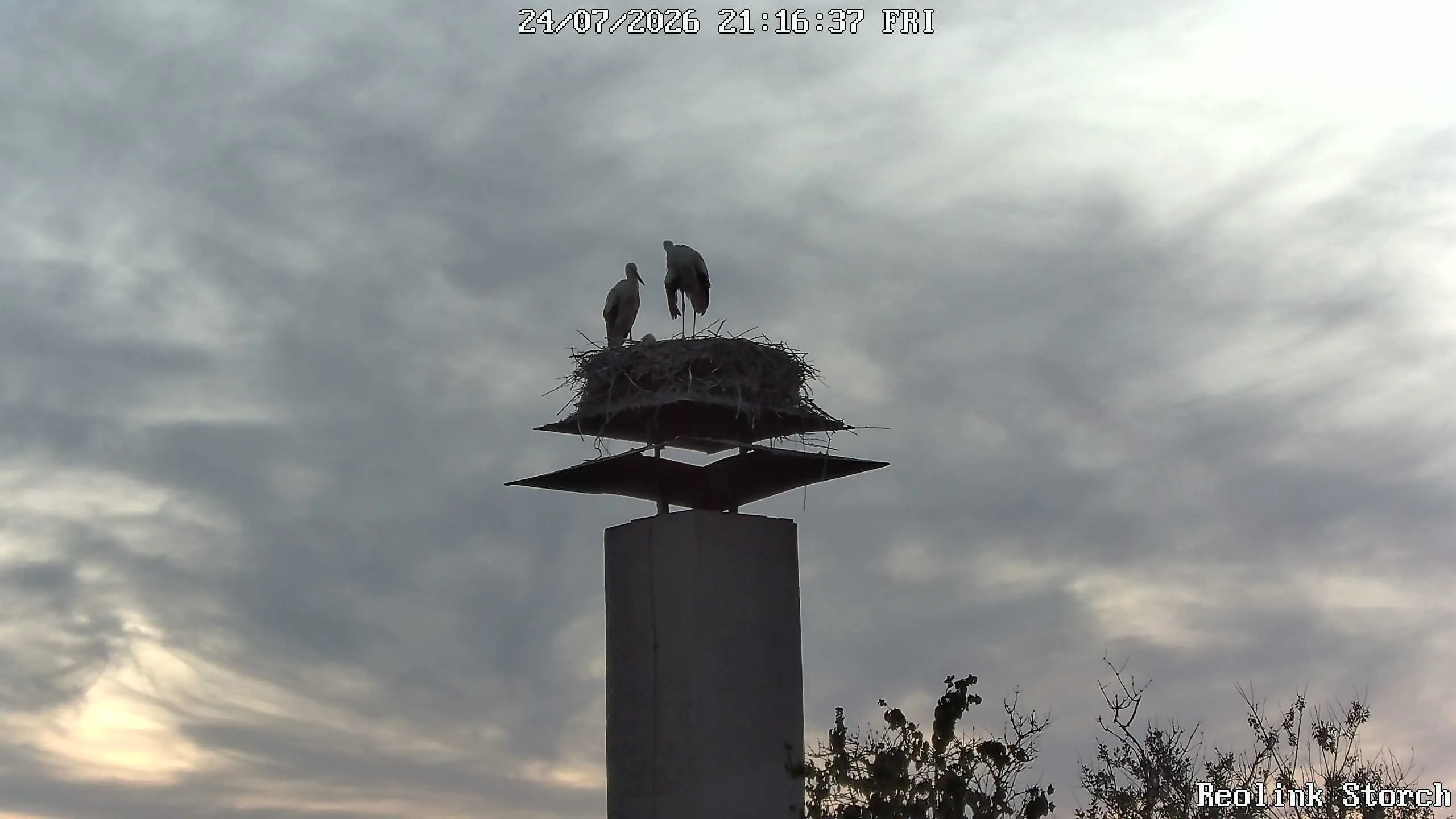 Storchencam Bild