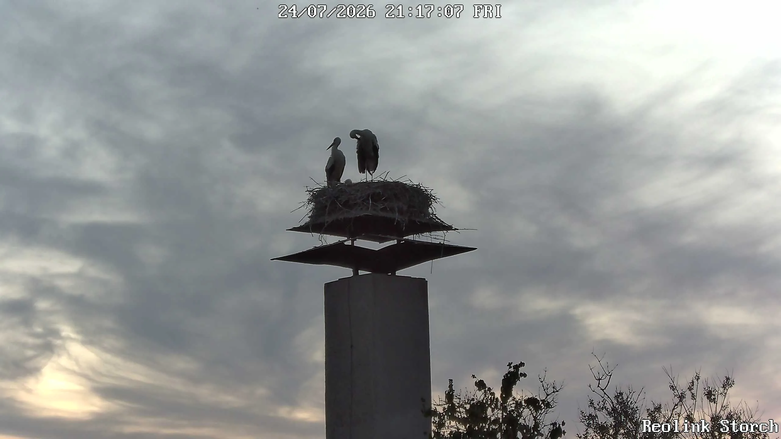 Storchencam Bild