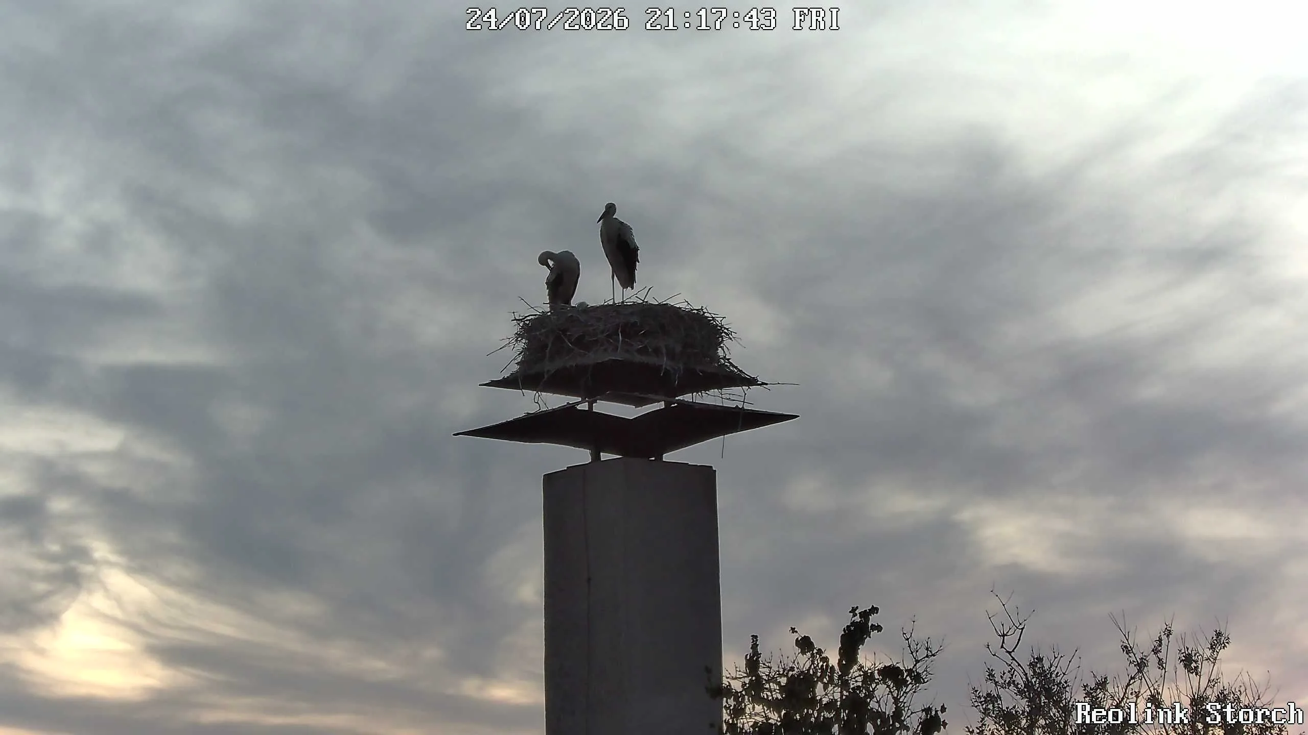 Storchencam Bild
