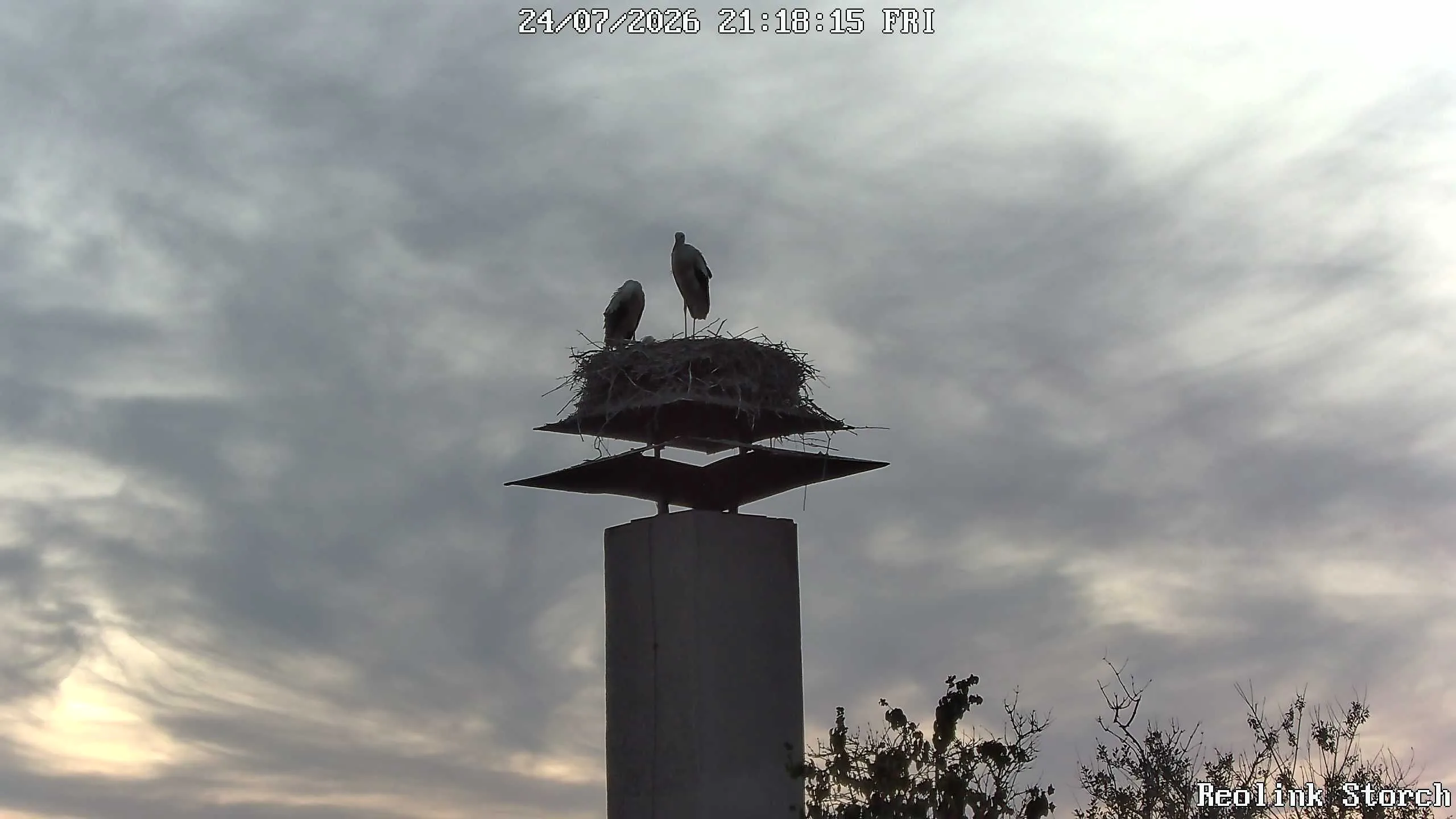 Storchencam Bild