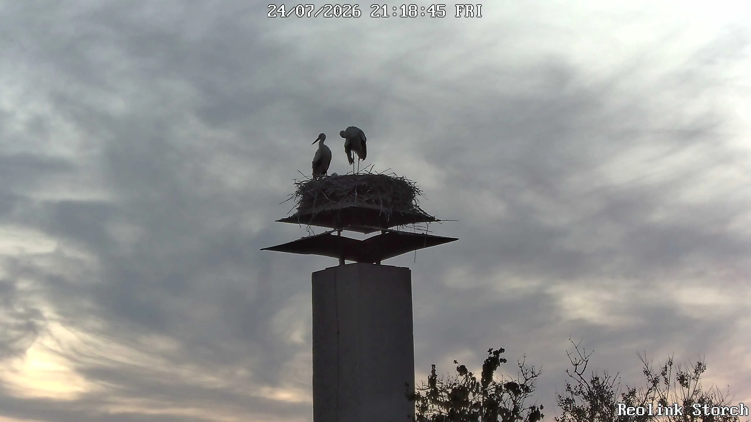 Storchencam Bild