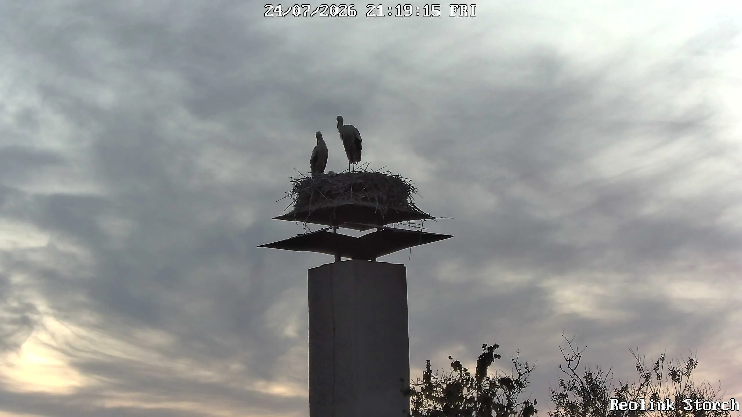 Storchencam Bild