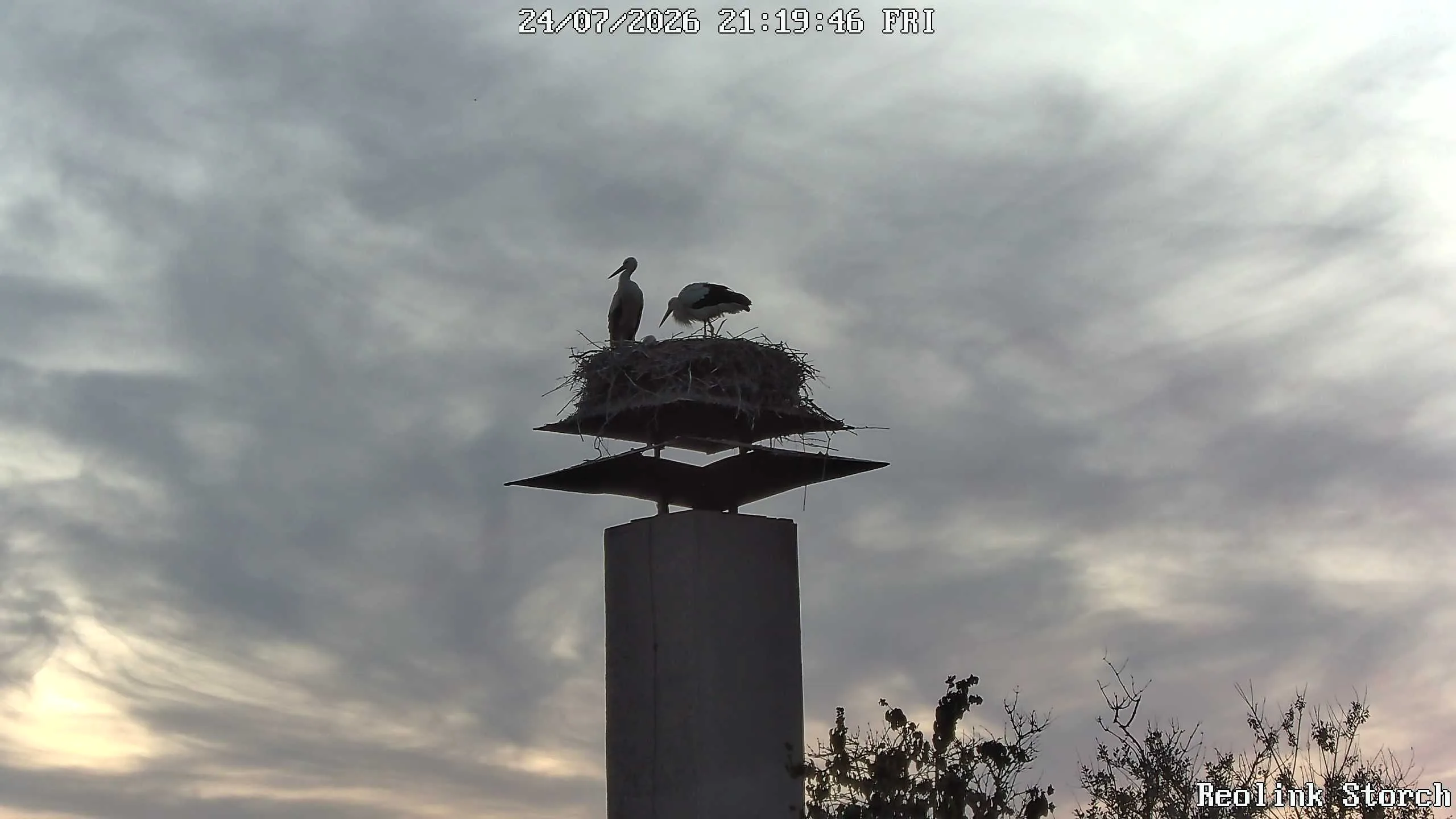 Storchencam Bild