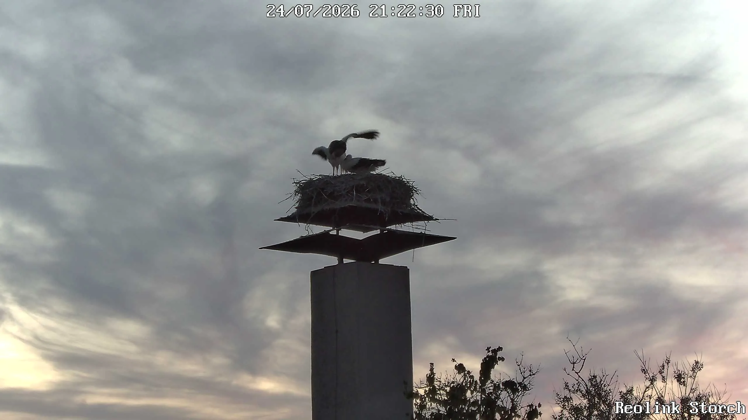 Storchencam Bild