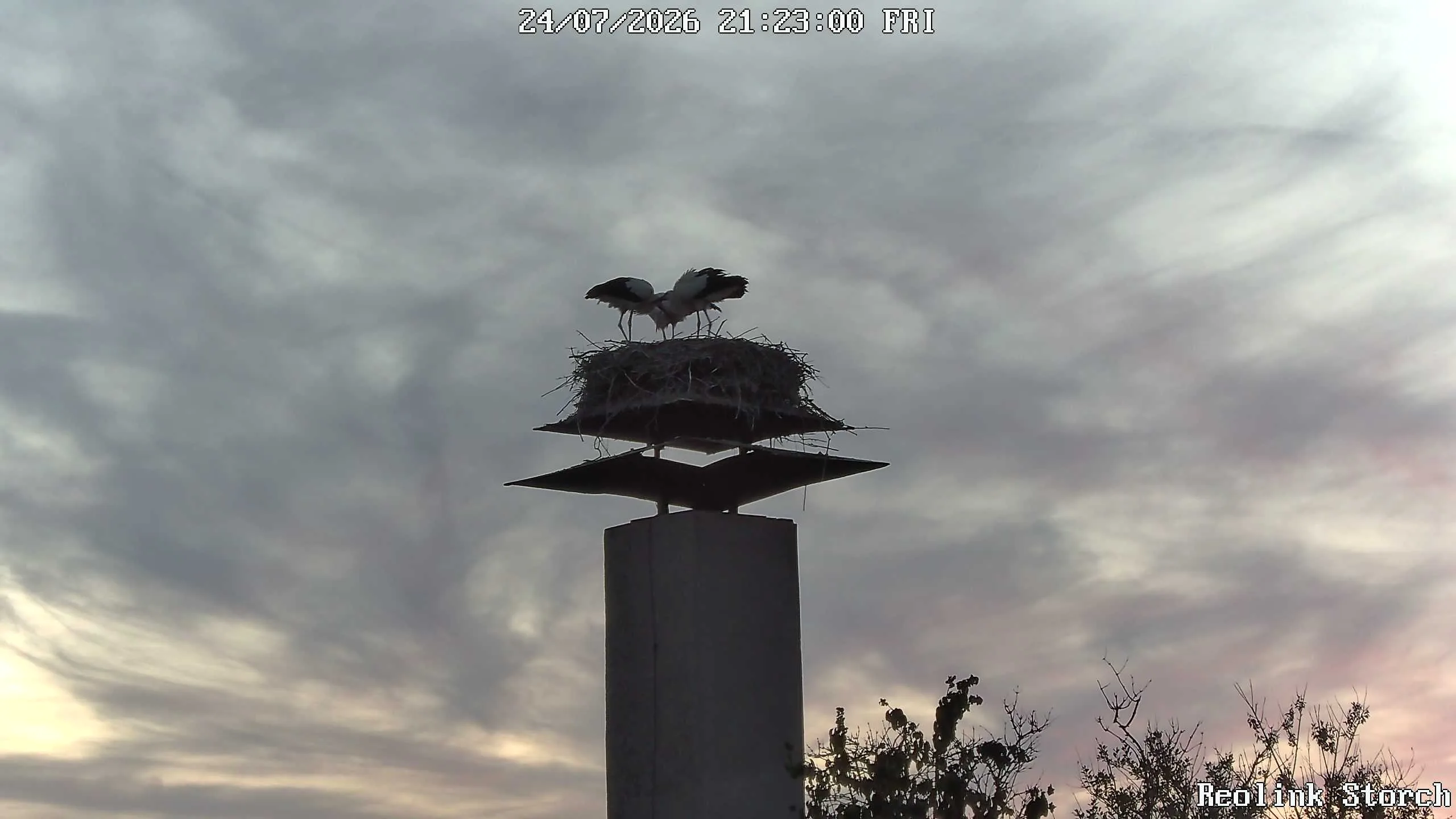 Storchencam Bild