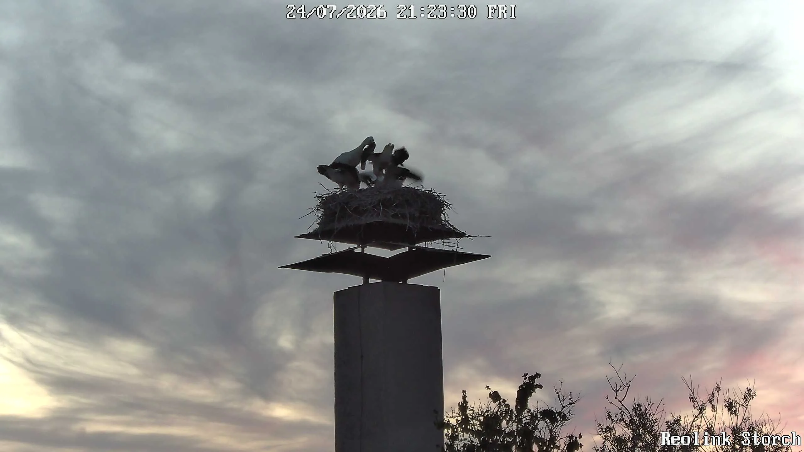 Storchencam Bild