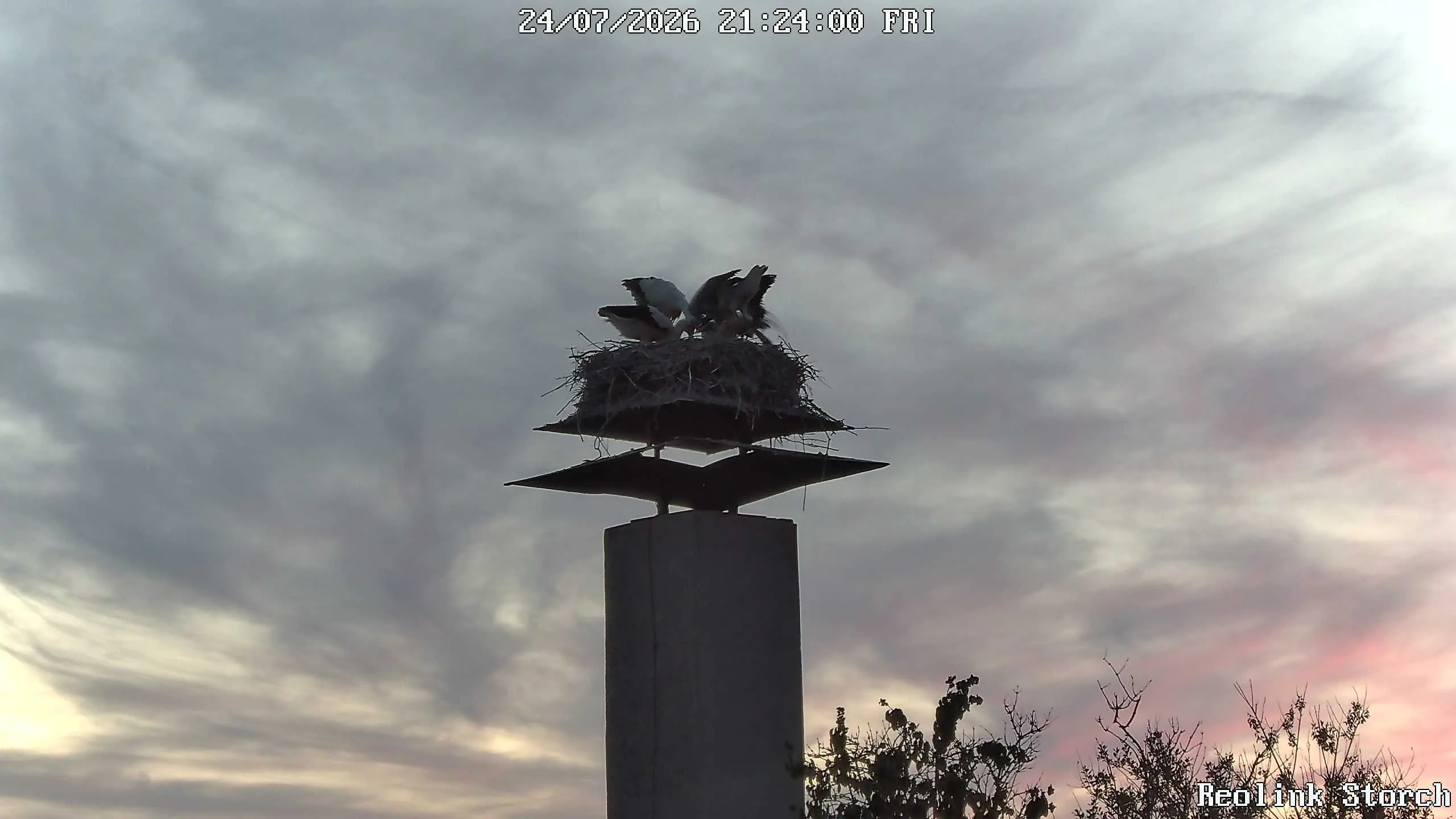 Storchencam Bild