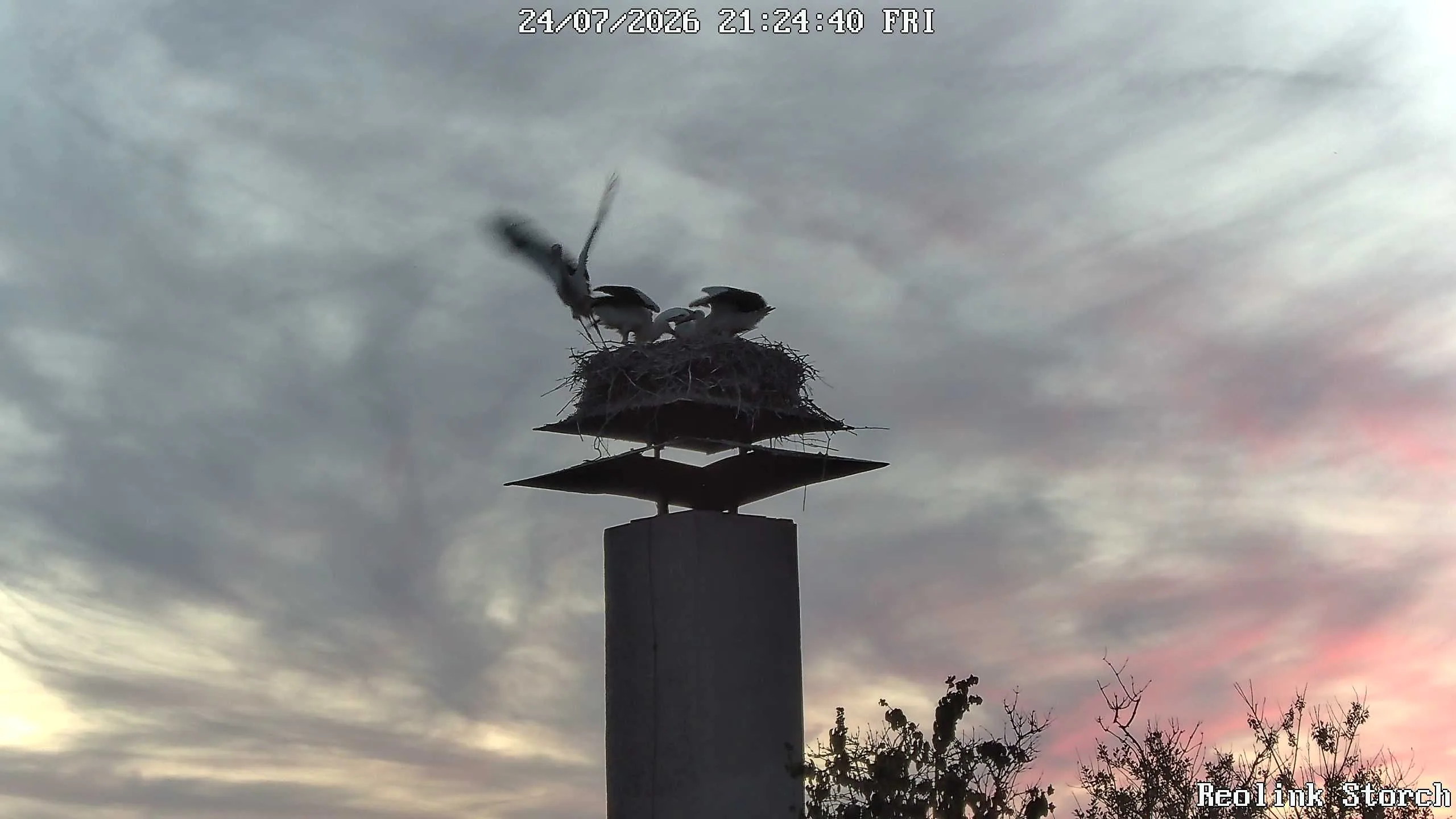 Storchencam Bild