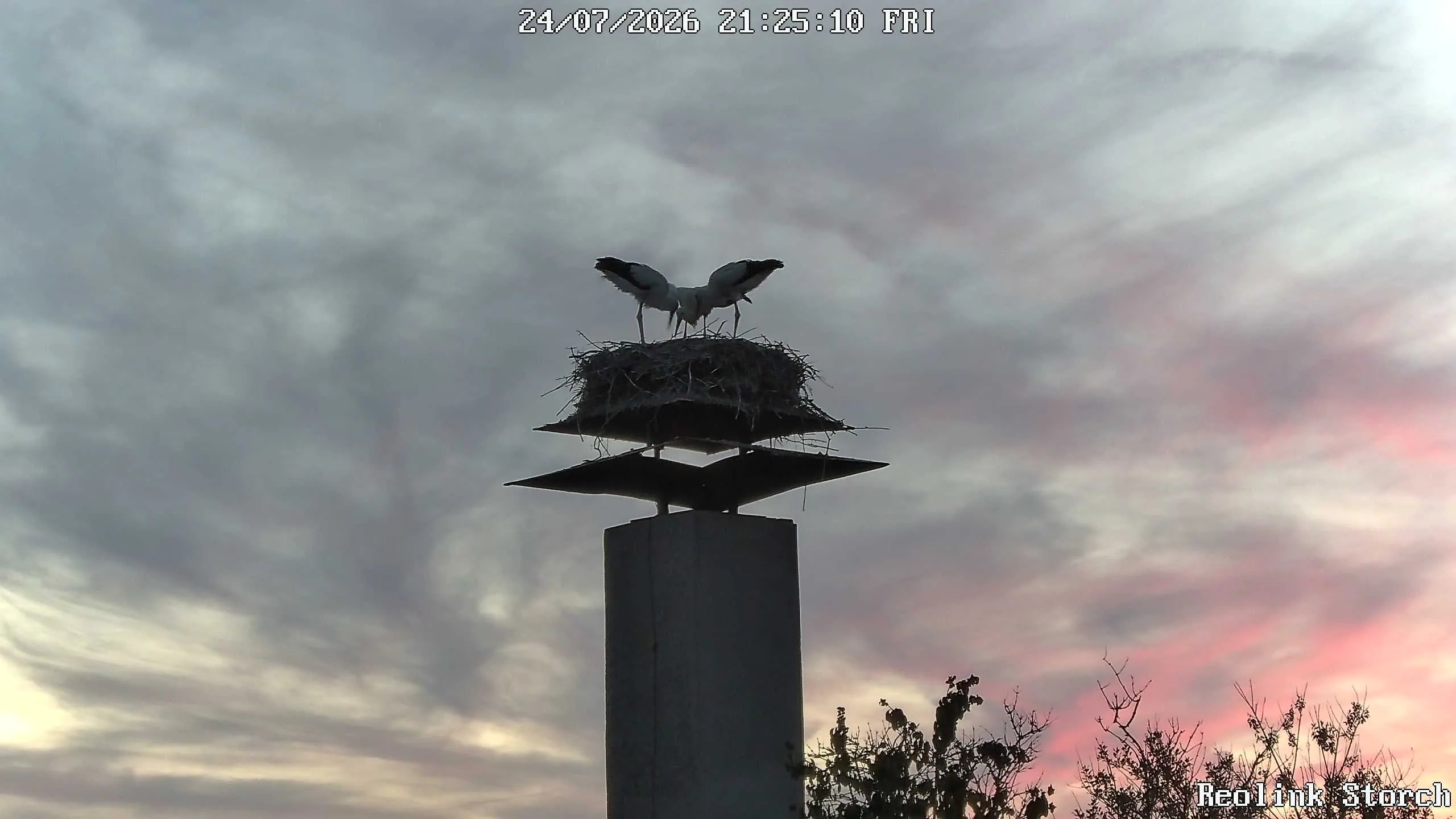 Storchencam Bild