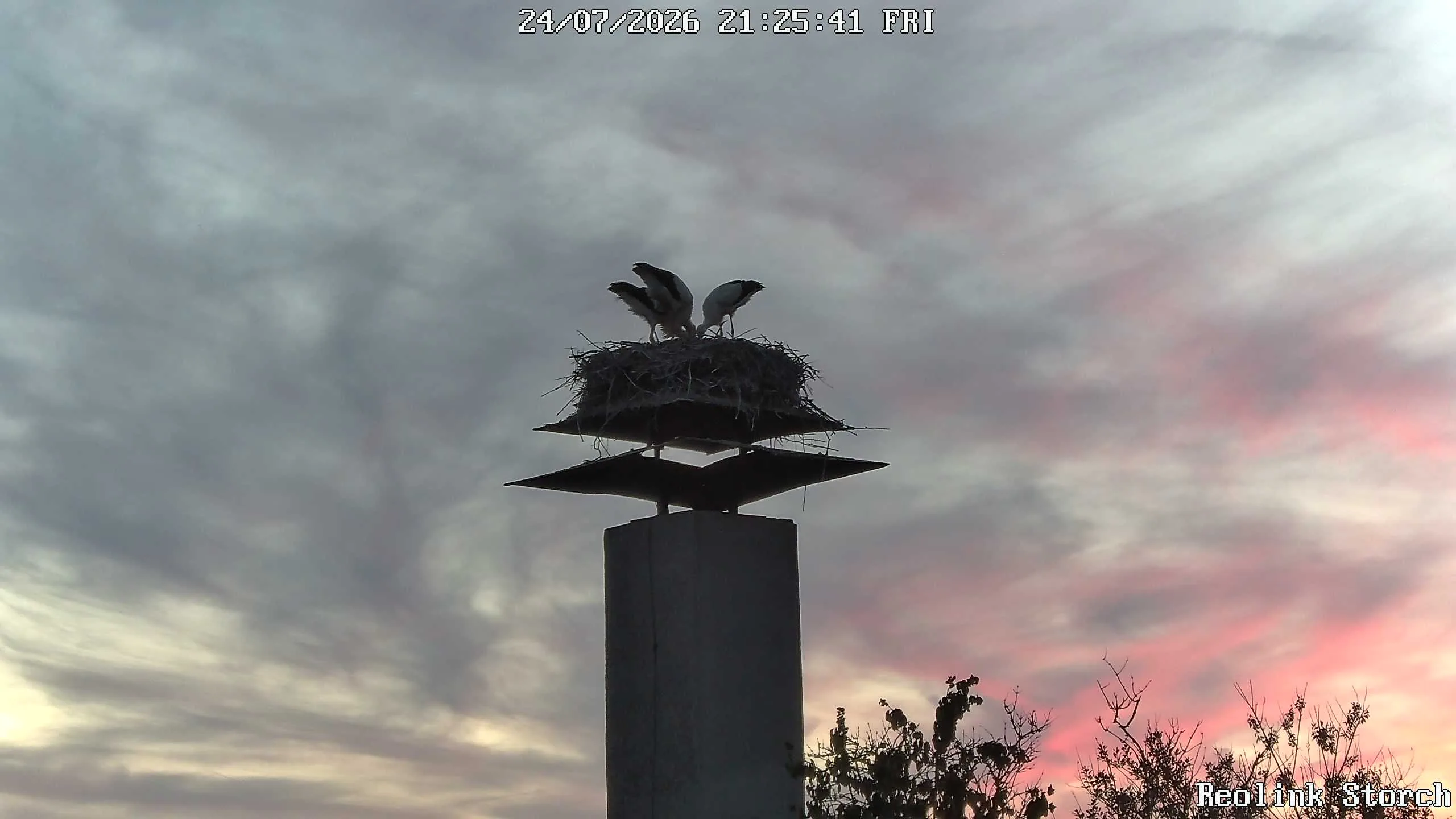 Storchencam Bild