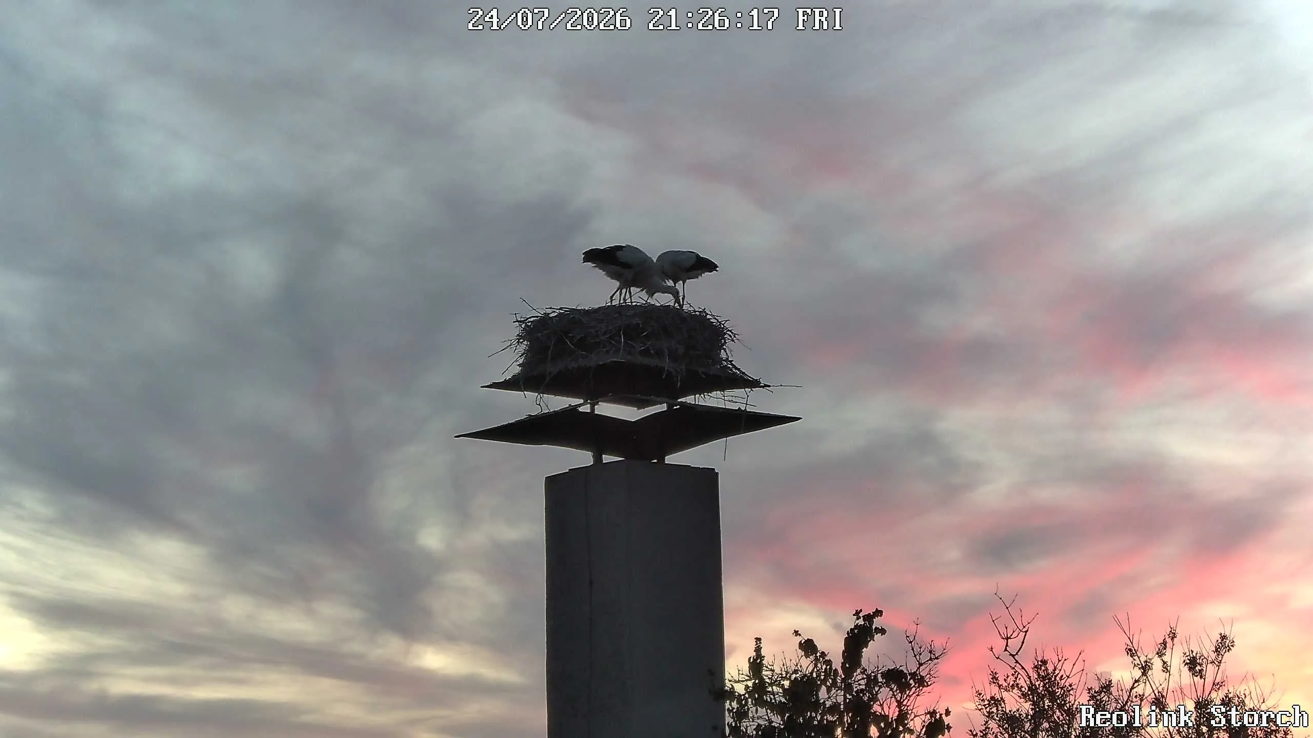 Storchencam Bild