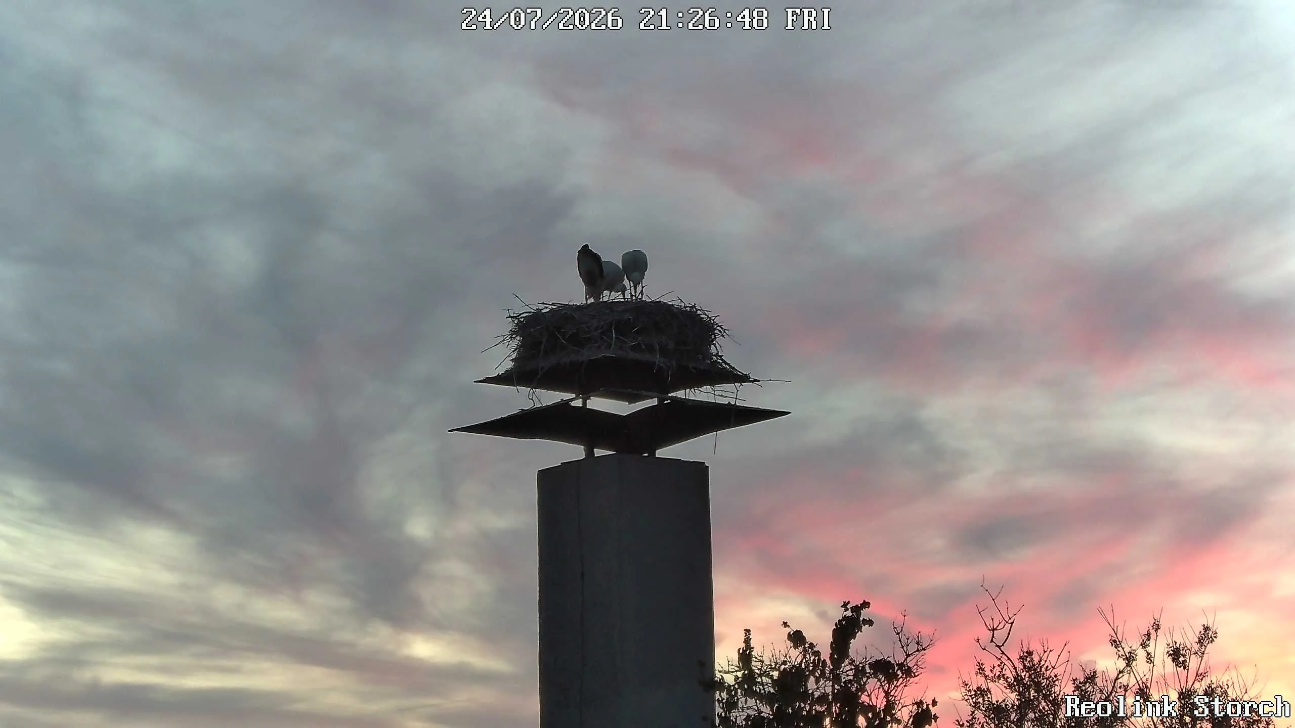 Storchencam Bild