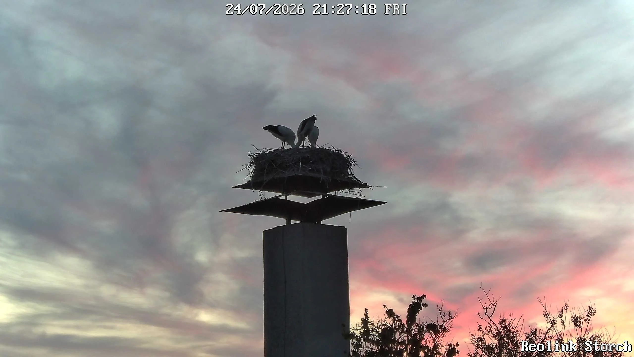 Storchencam Bild