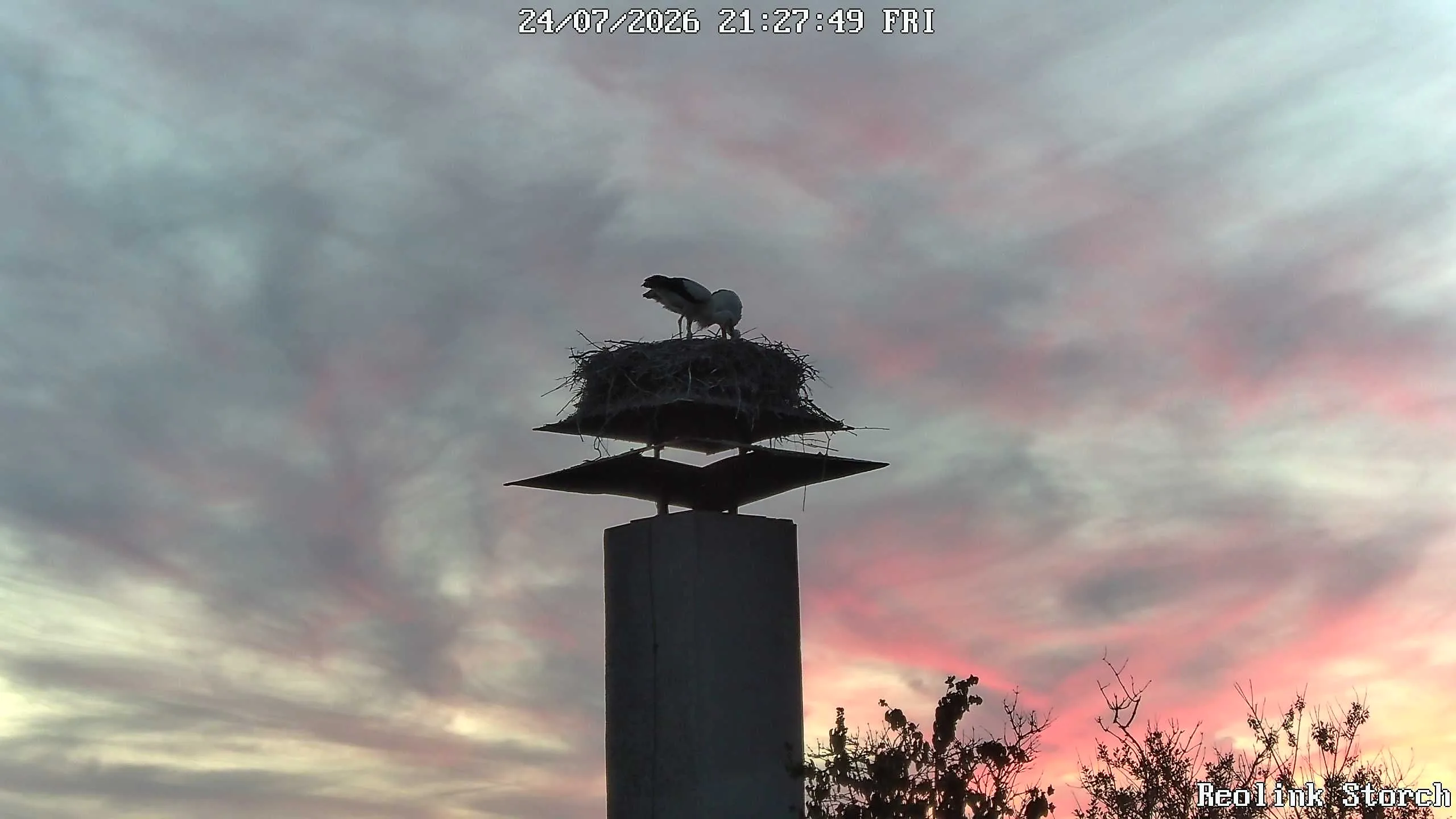 Storchencam Bild