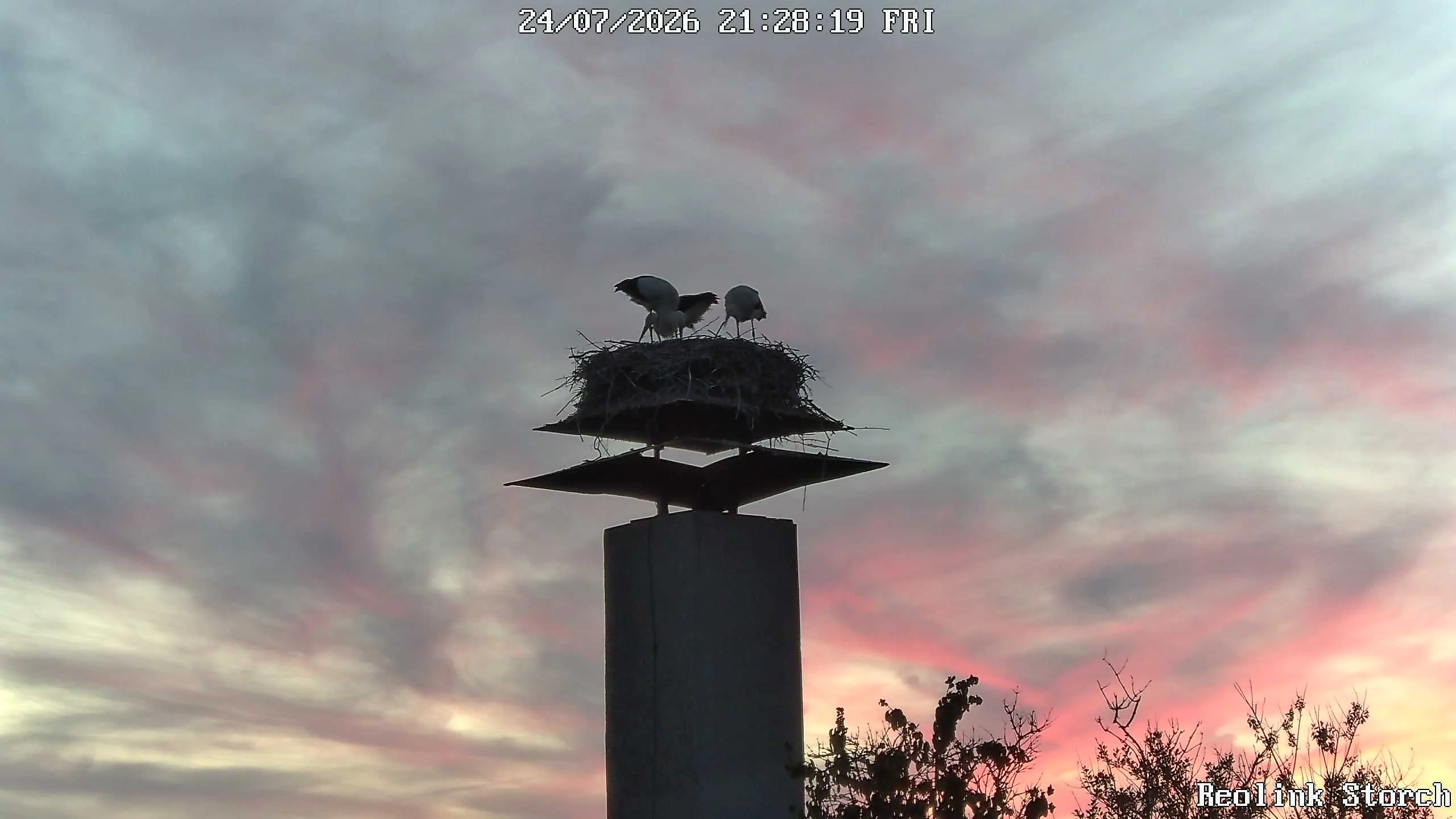 Storchencam Bild